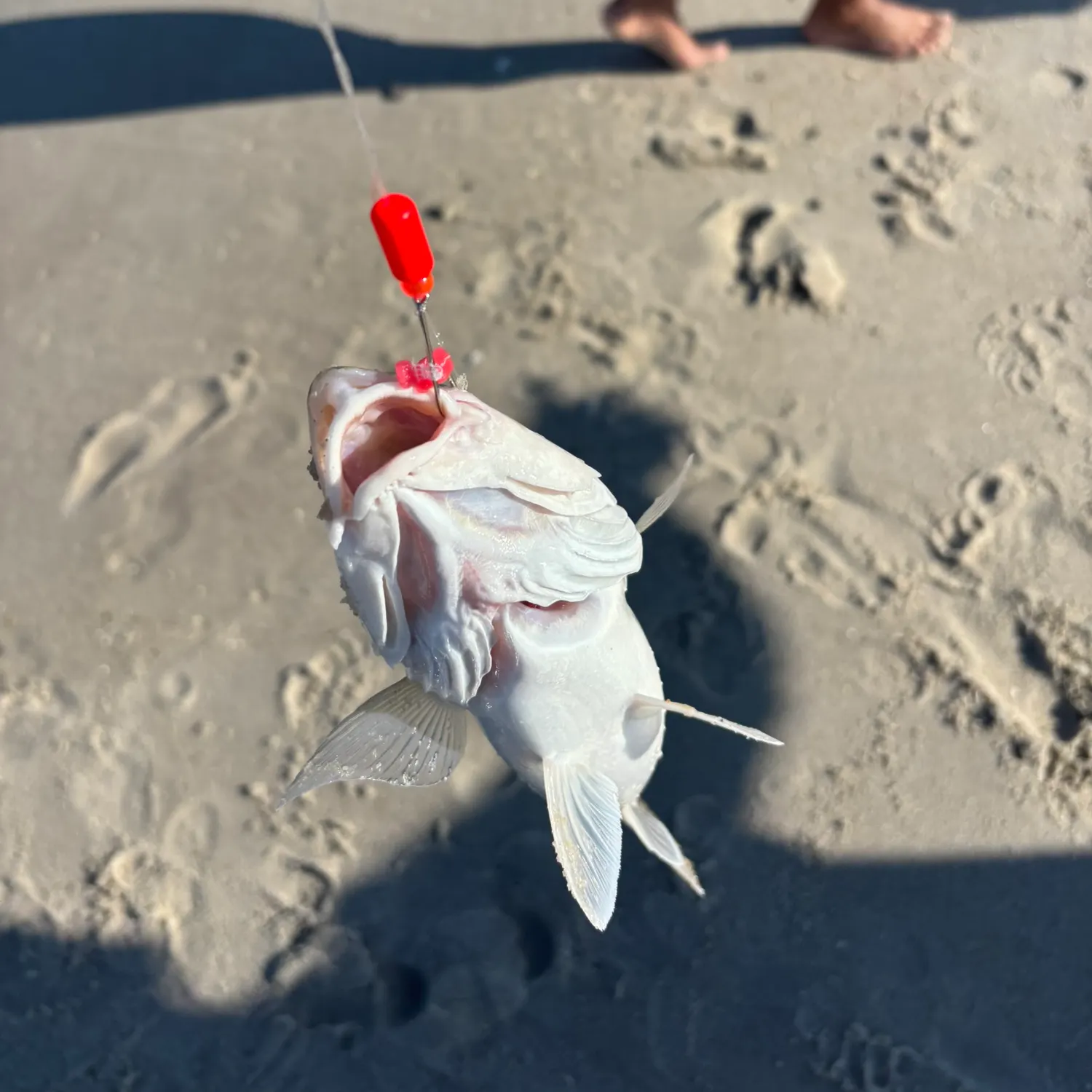 Striped bass caught on Fishbrain