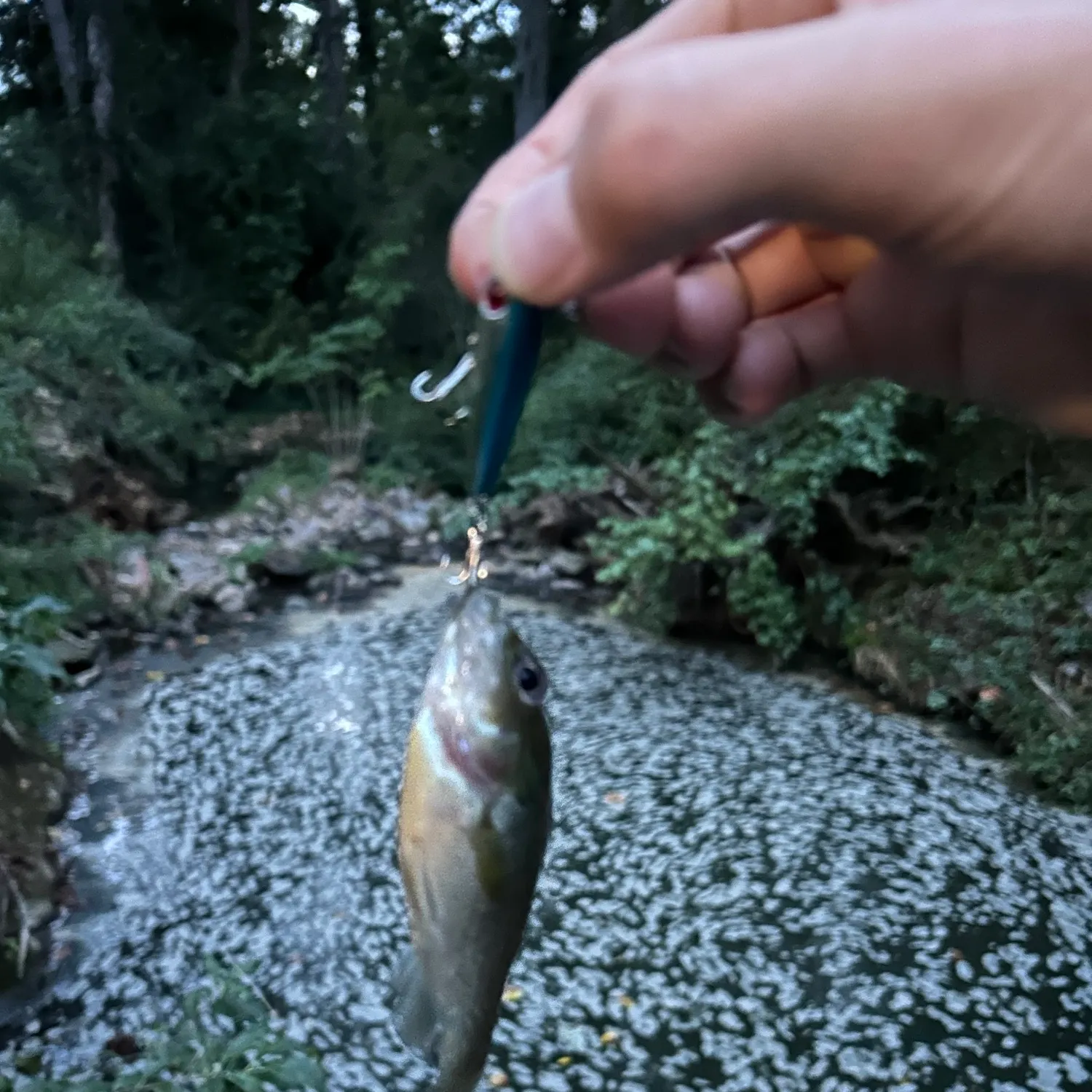 Redbreast sunfish caught on Fishbrain