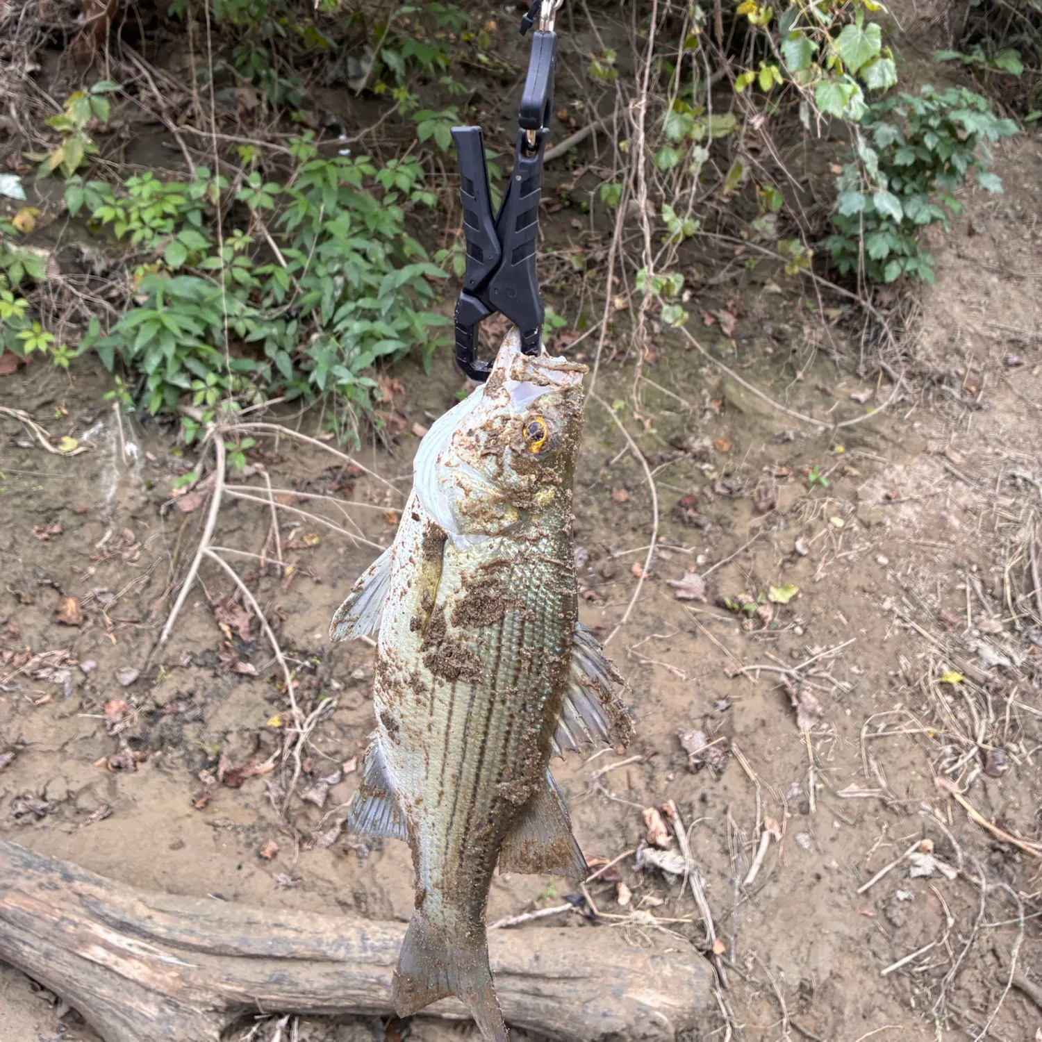 White bass caught on Fishbrain