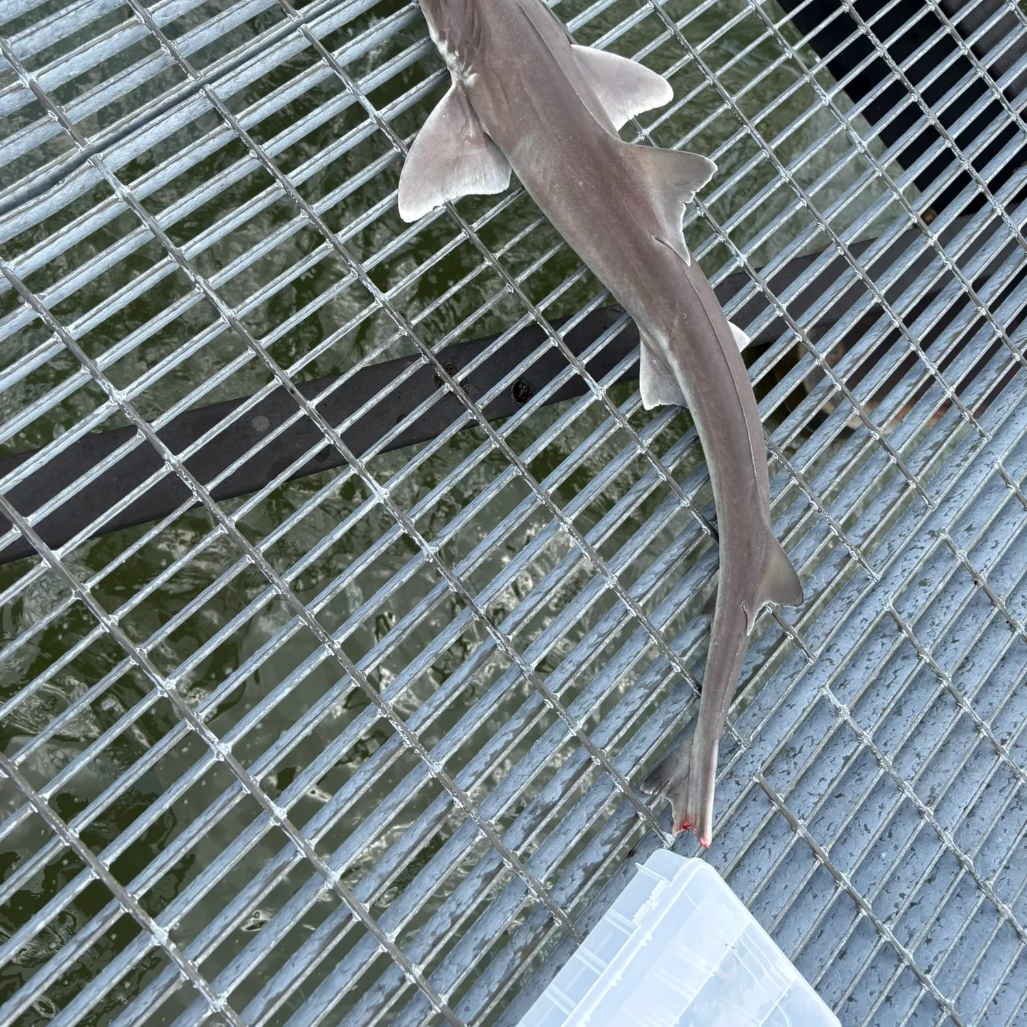 The most recent Dusky smooth-hound catches on Fishbrain