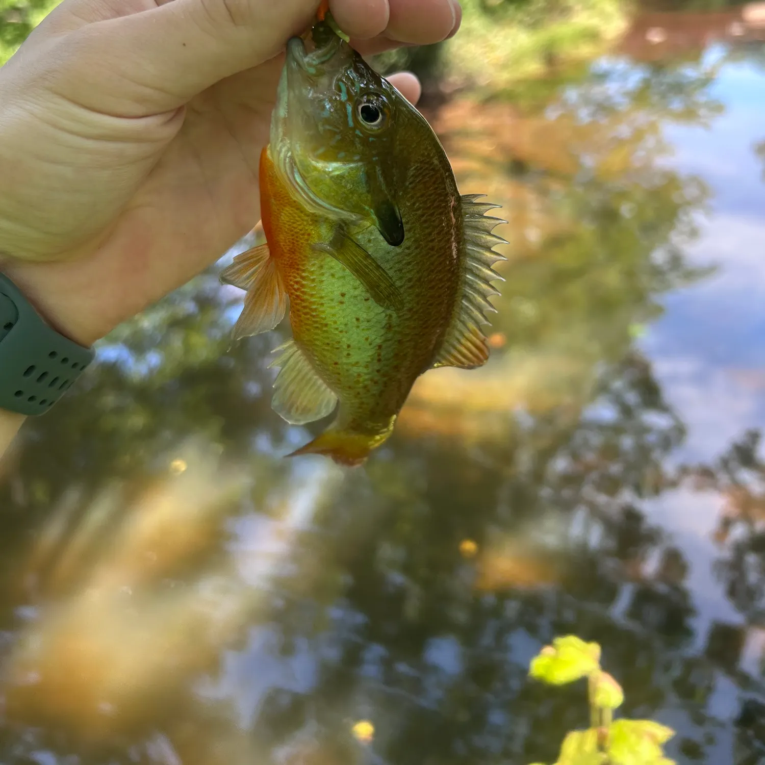 Redbreast sunfish caught on Fishbrain