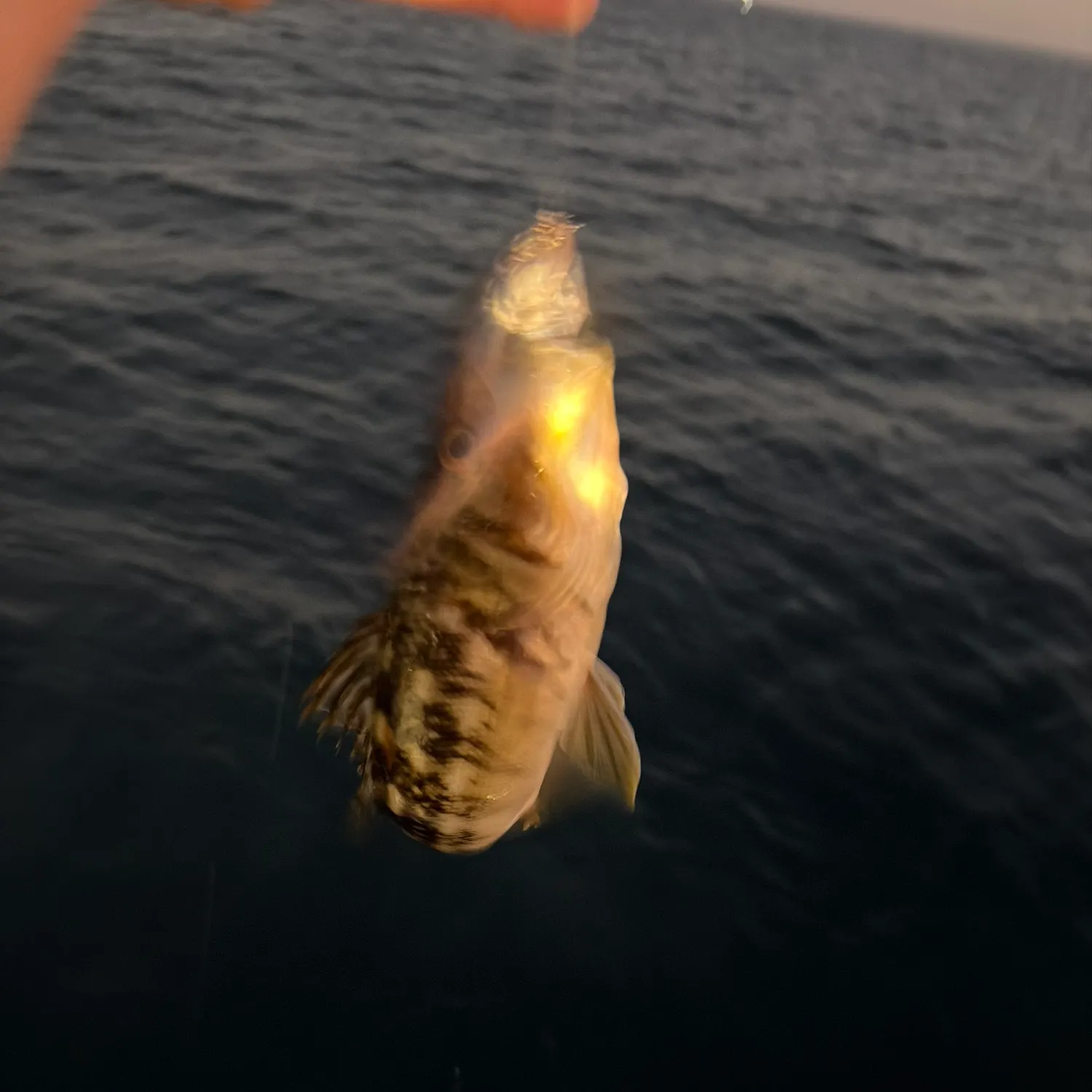 Kelp bass caught on Fishbrain