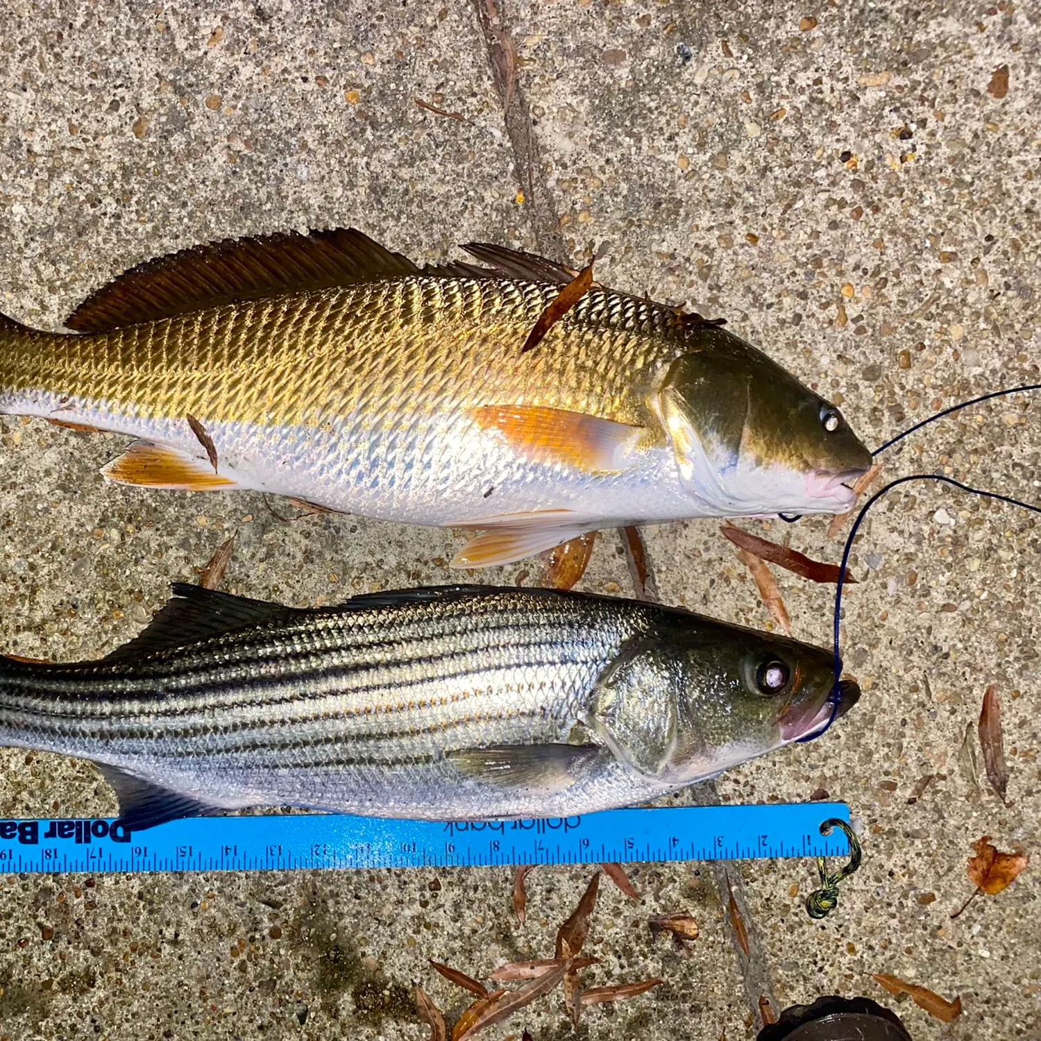 recently logged catches