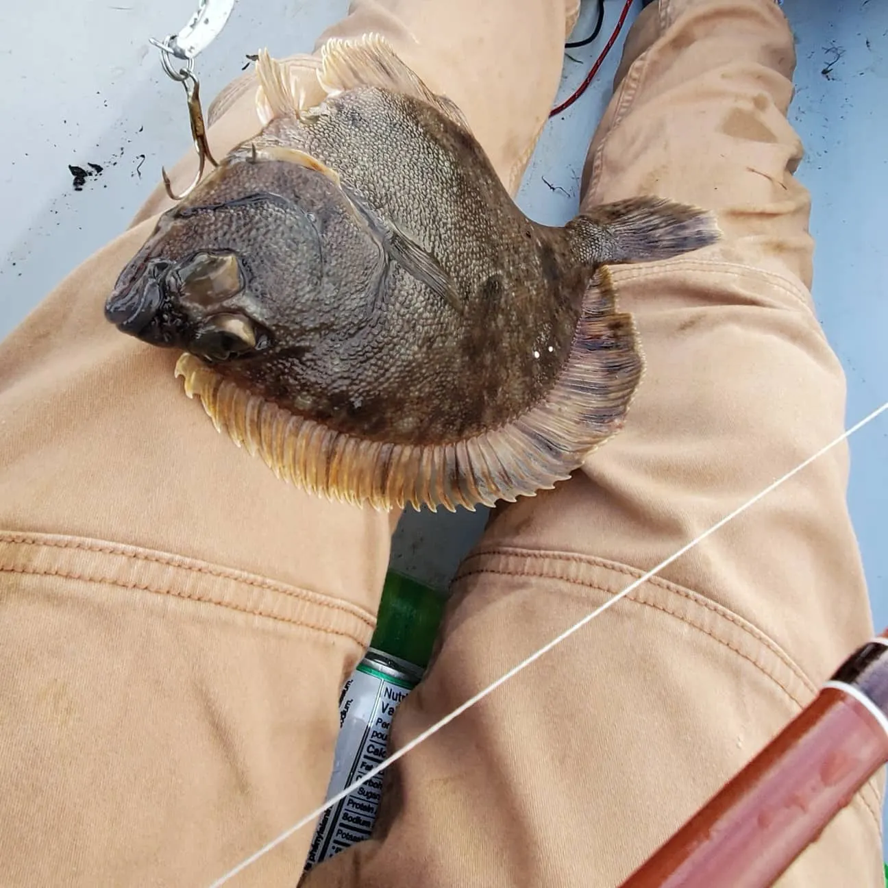 Northern rock sole caught on Fishbrain