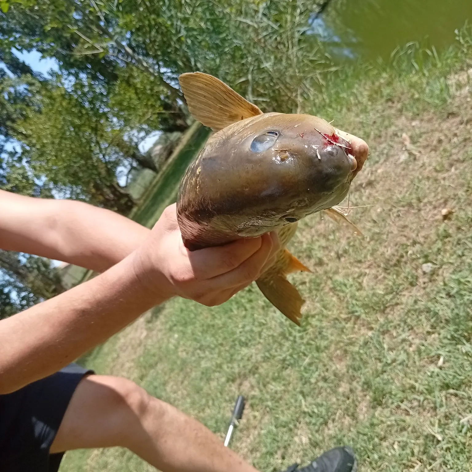 Common carp caught on Fishbrain