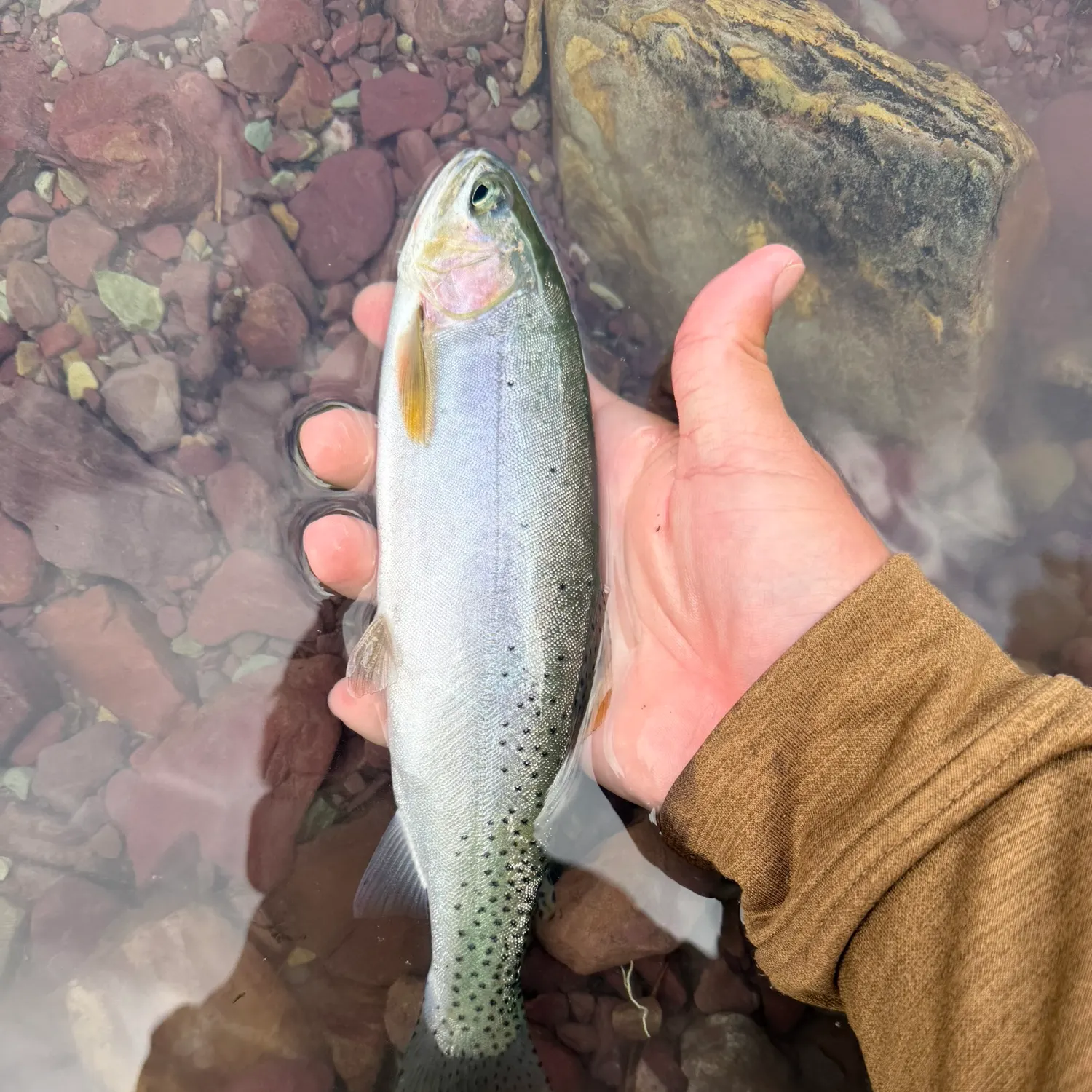 The most recent Westlope cutthroat trout catches on Fishbrain