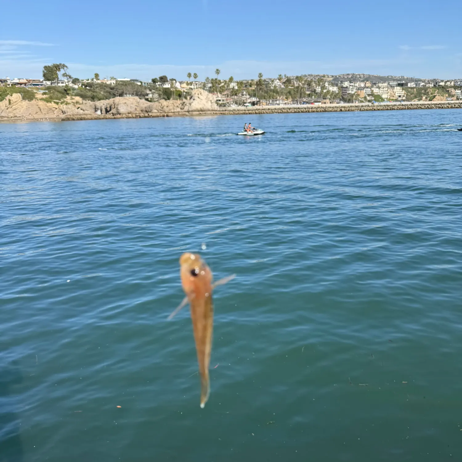 The most recent Round goby catches on Fishbrain