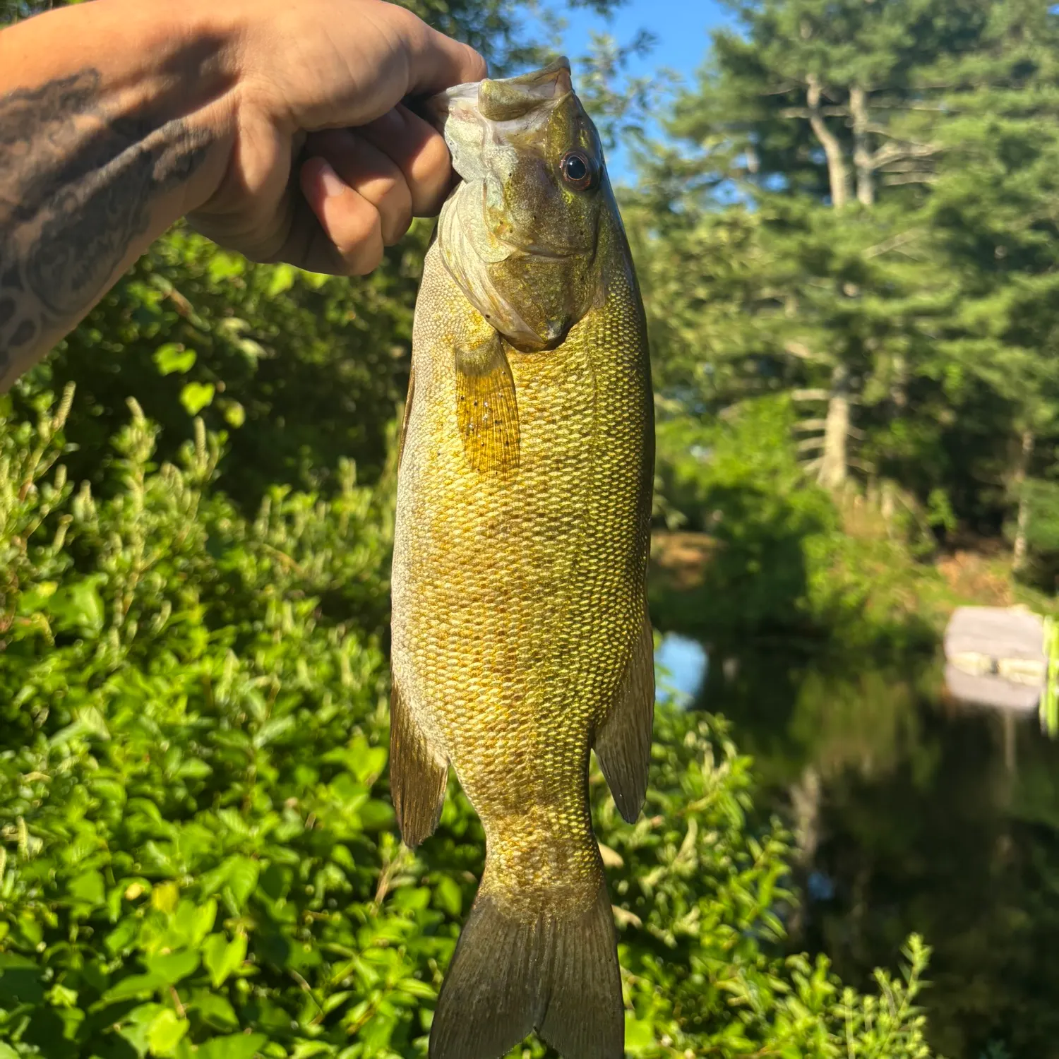angler catch