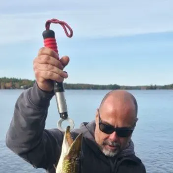 Northern pike caught on Fishbrain