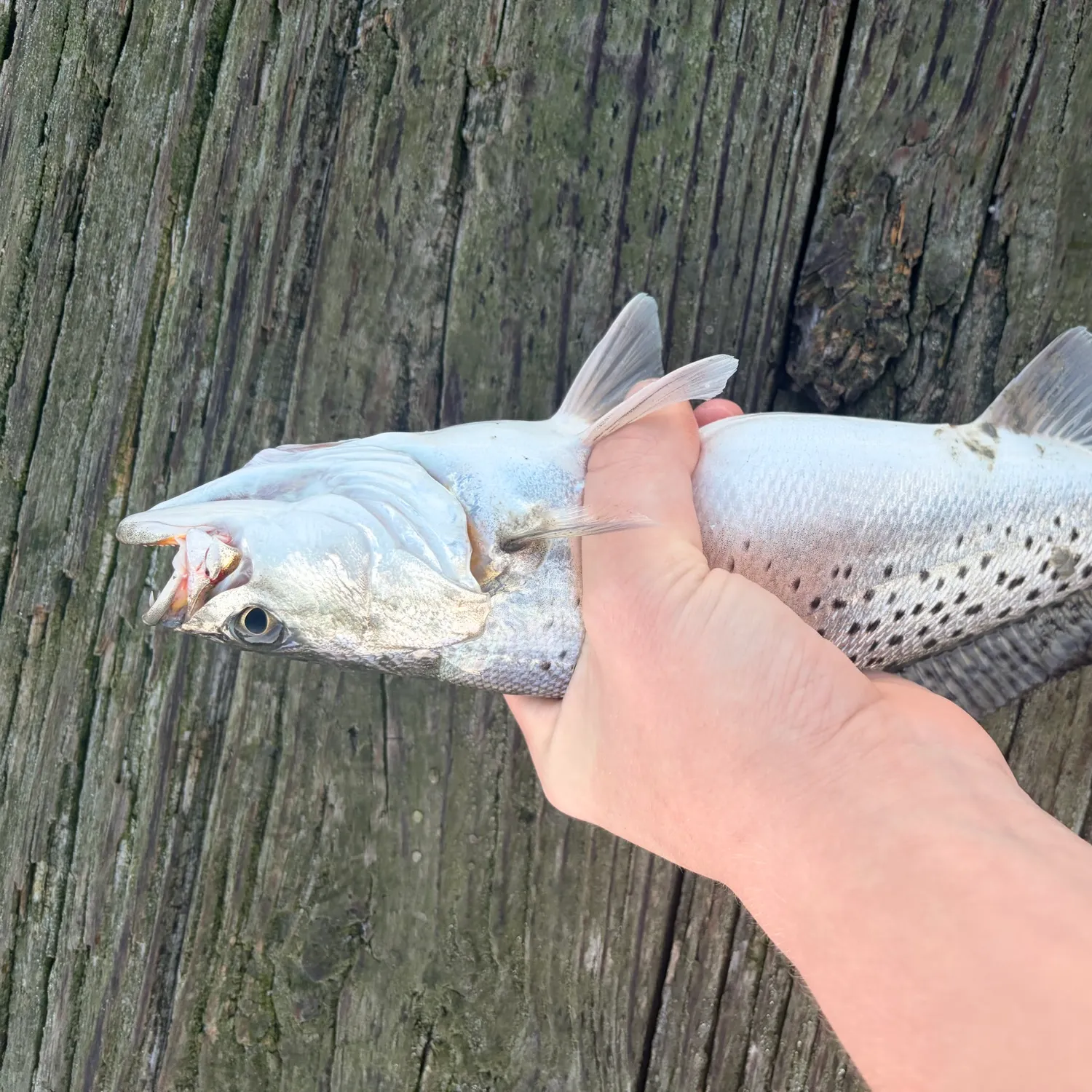 Spotted seatrout caught on Fishbrain