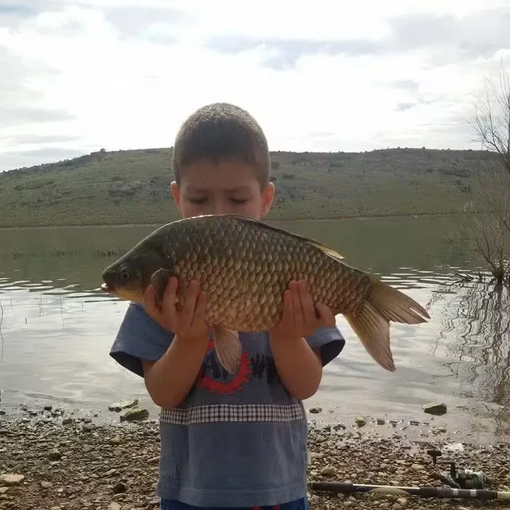 Common carp caught on Fishbrain