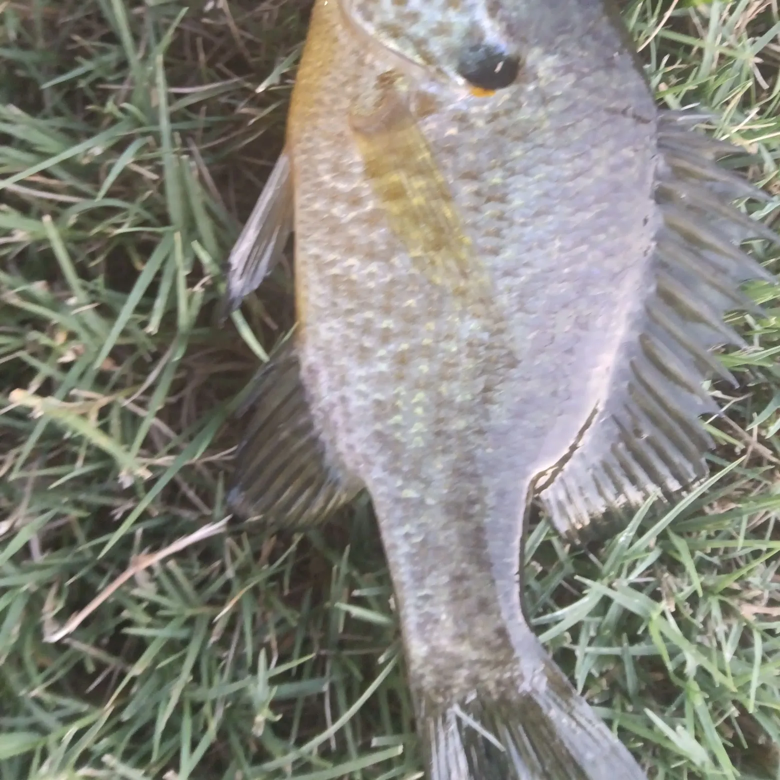 Pumpkinseed caught on Fishbrain