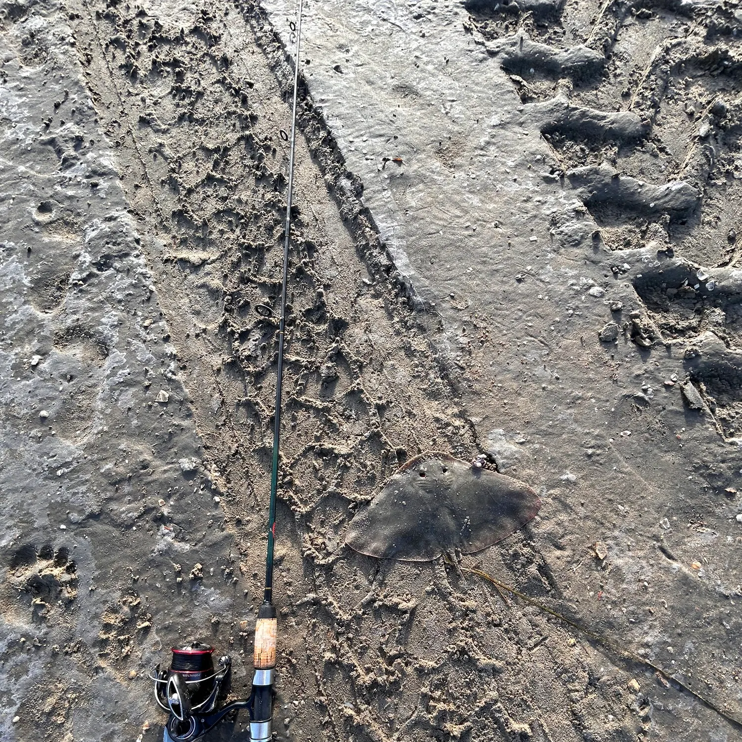 The most recent Backwater butterfly ray catches on Fishbrain