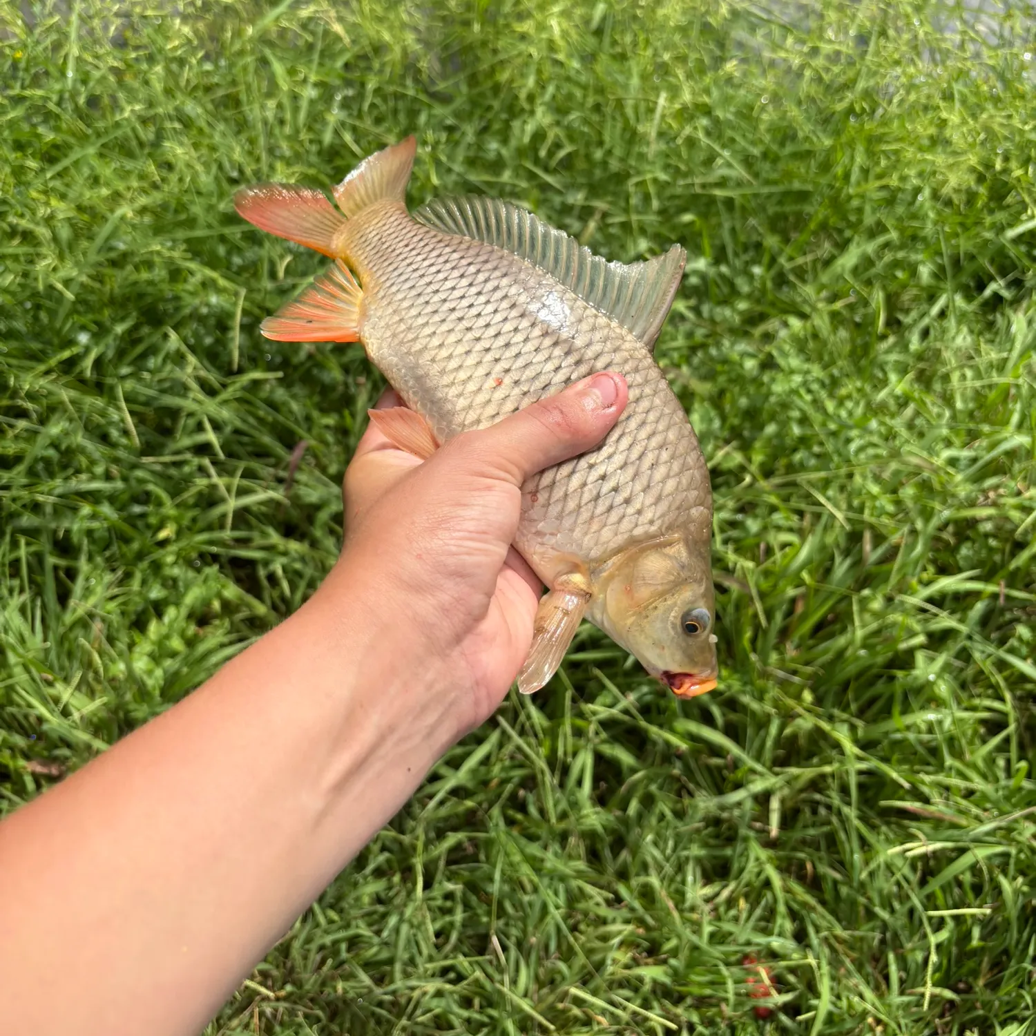 Common carp caught on Fishbrain