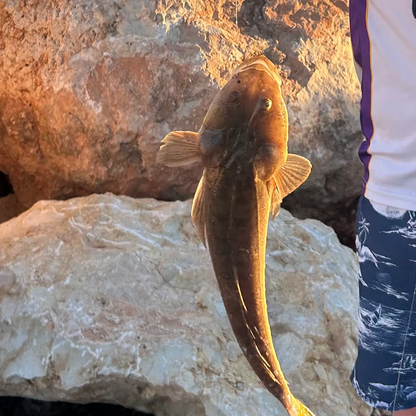 Dusky flathead caught on Fishbrain