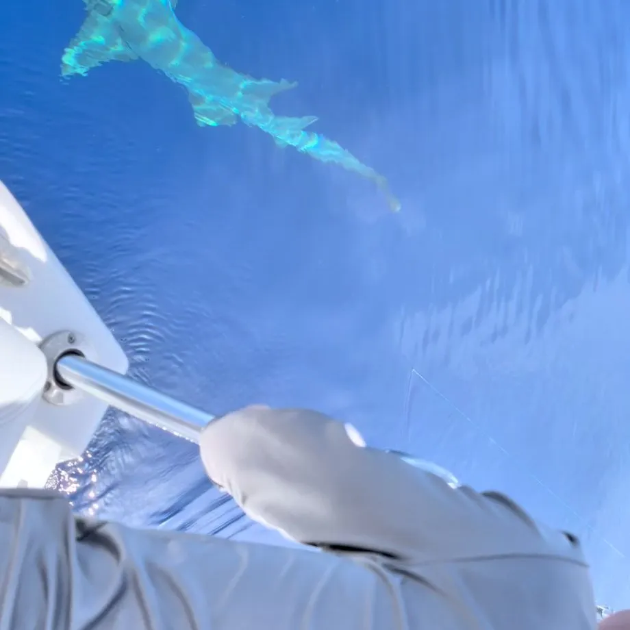 The most recent Nurse shark catches on Fishbrain