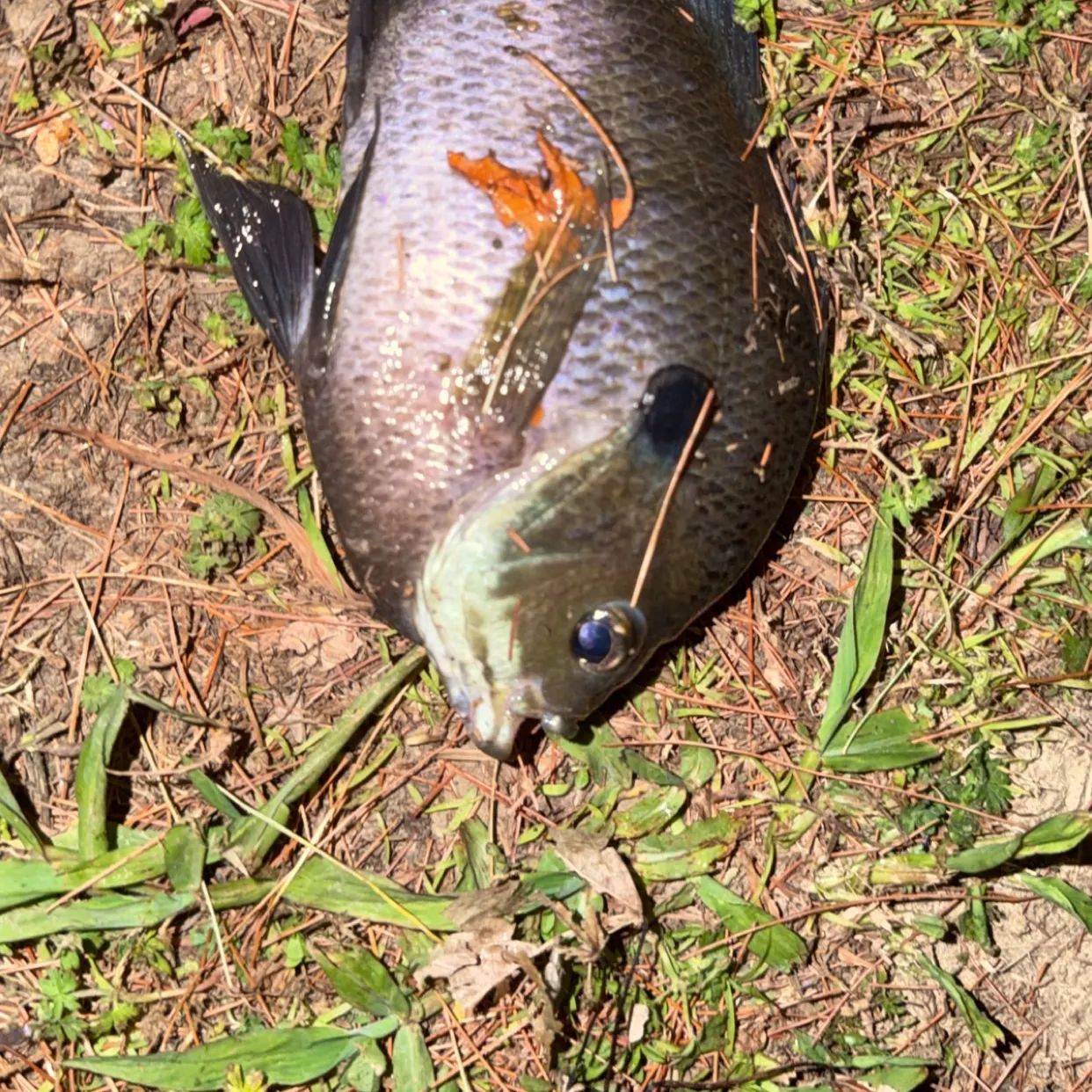 Redbreast sunfish caught on Fishbrain