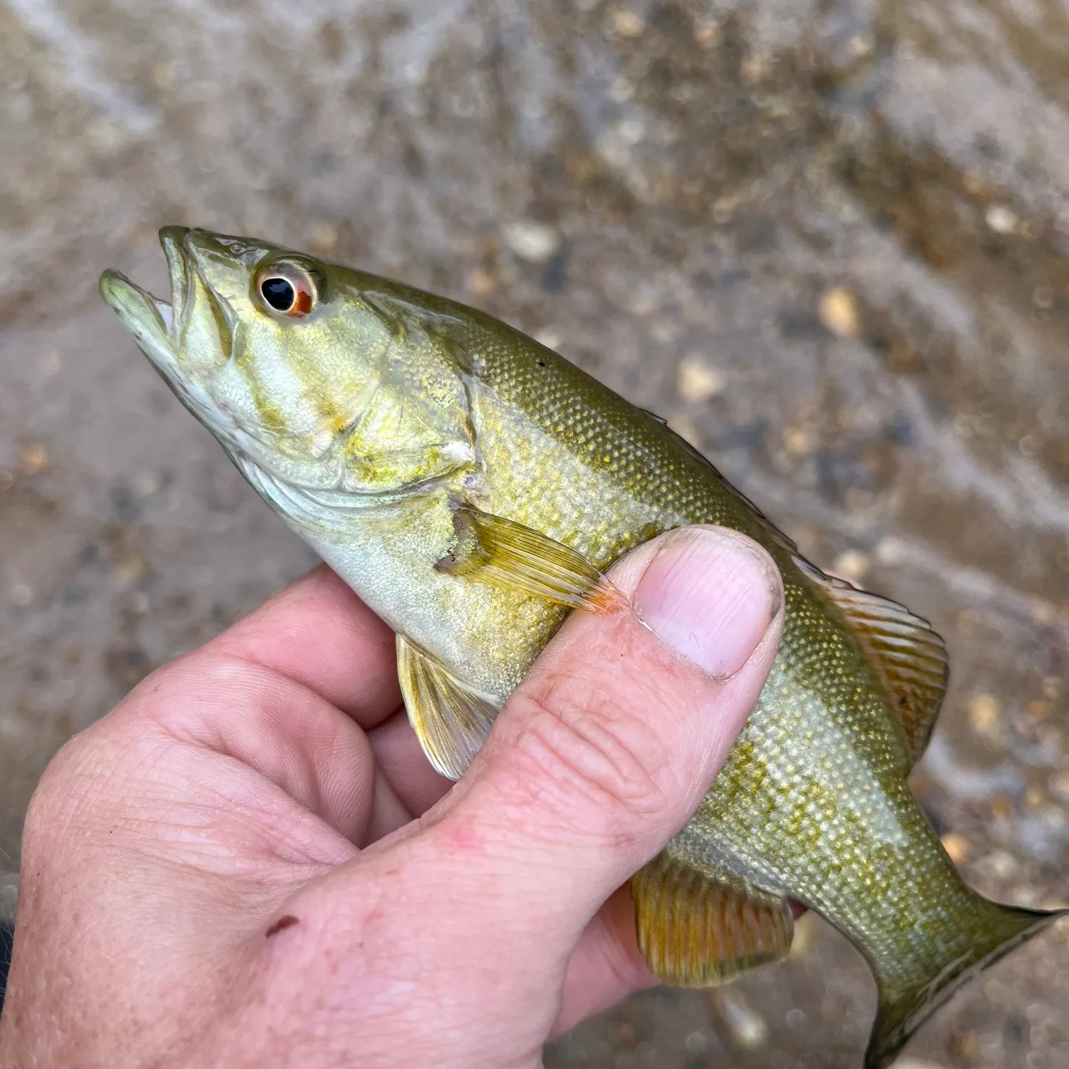 Smallmouth bass caught on Fishbrain