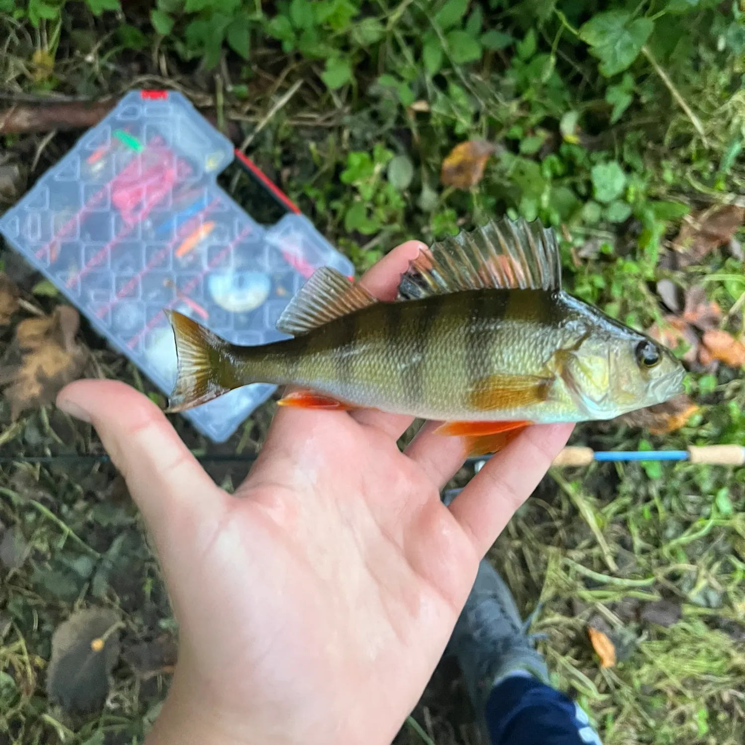 European perch caught on Fishbrain