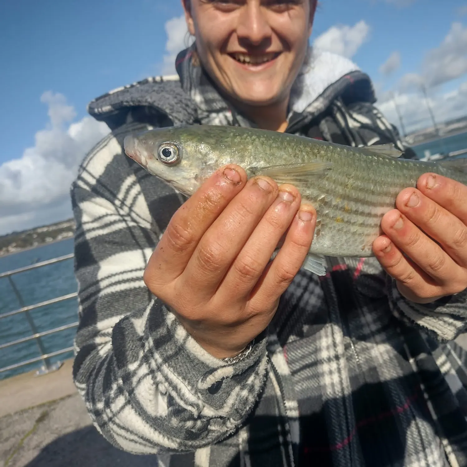 The most recent Golden grey mullet catches on Fishbrain