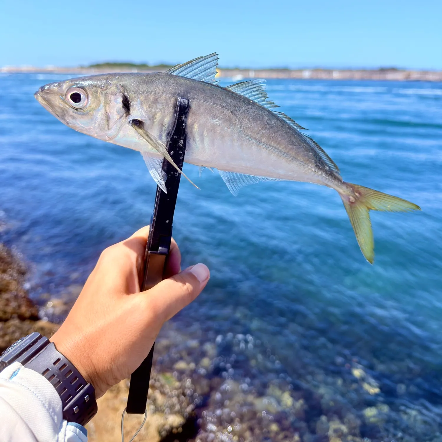 The most recent Atlantic horse mackerel catches on Fishbrain