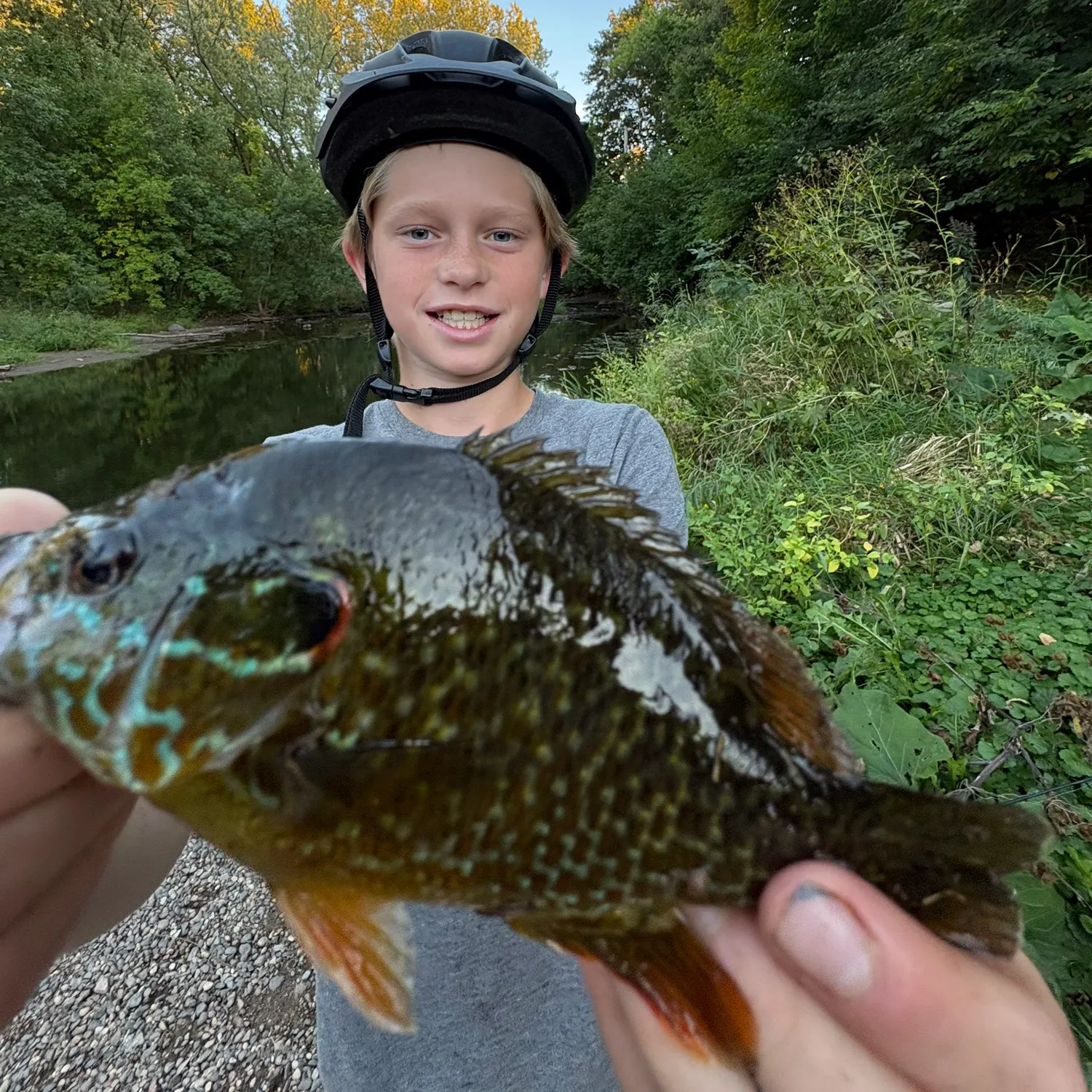 Greengill hybrid caught on Fishbrain