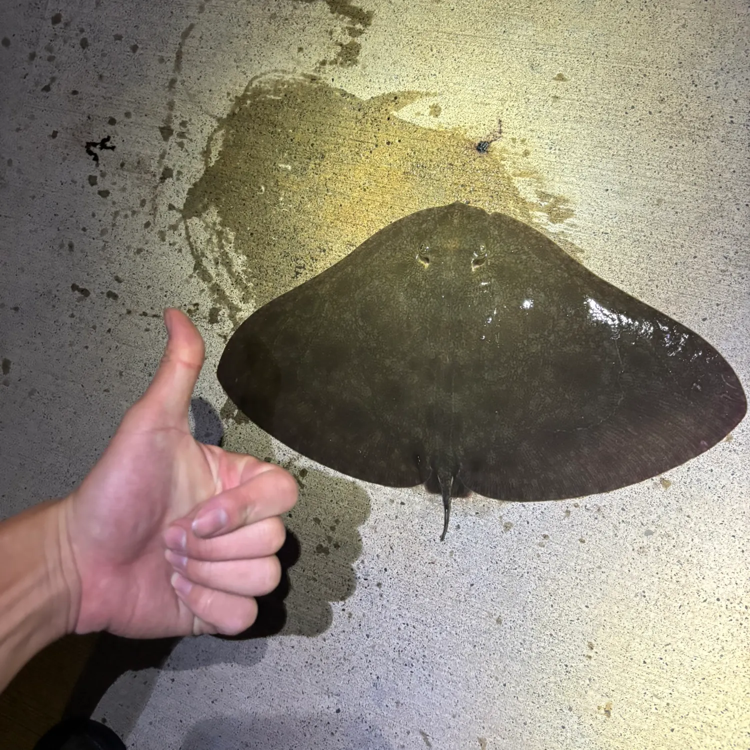 The most recent Spiny butterfly ray catches on Fishbrain