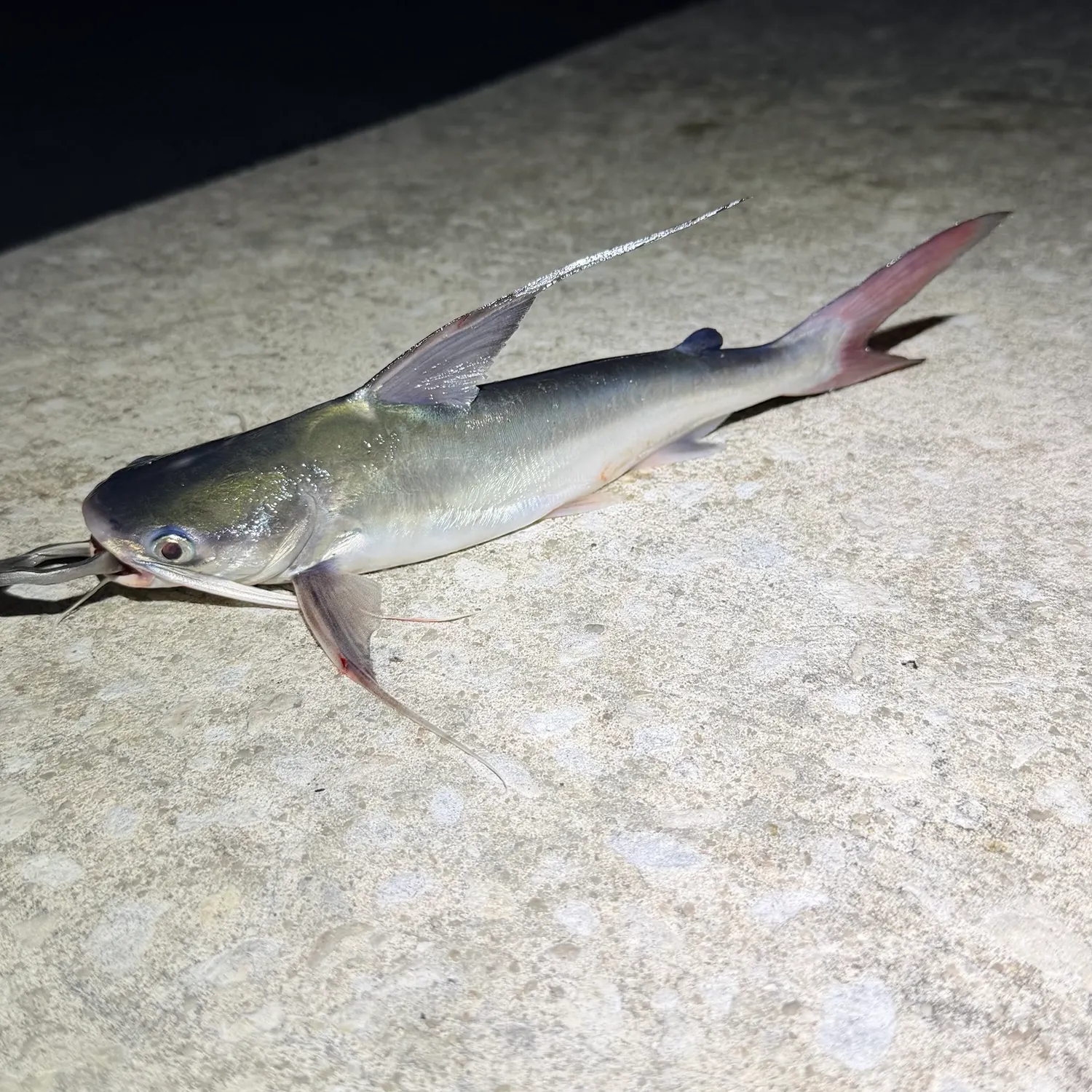 Gafftopsail sea catfish caught on Fishbrain