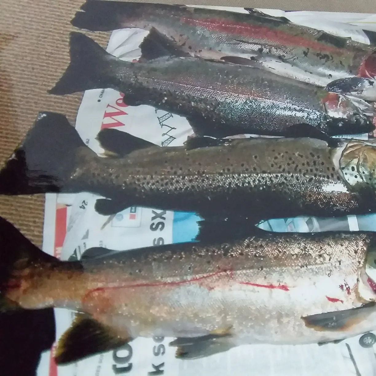 recently logged catches