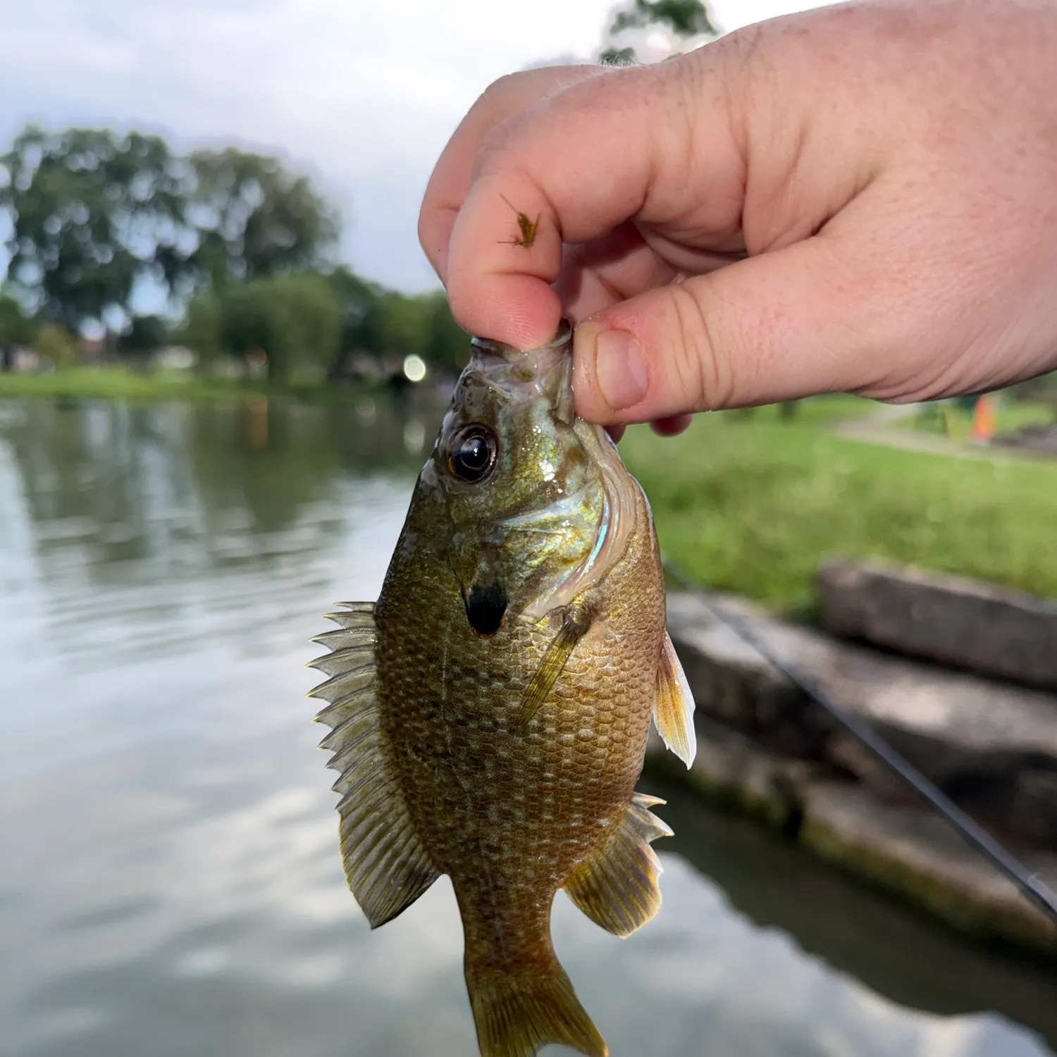 Green sunfish caught on Fishbrain