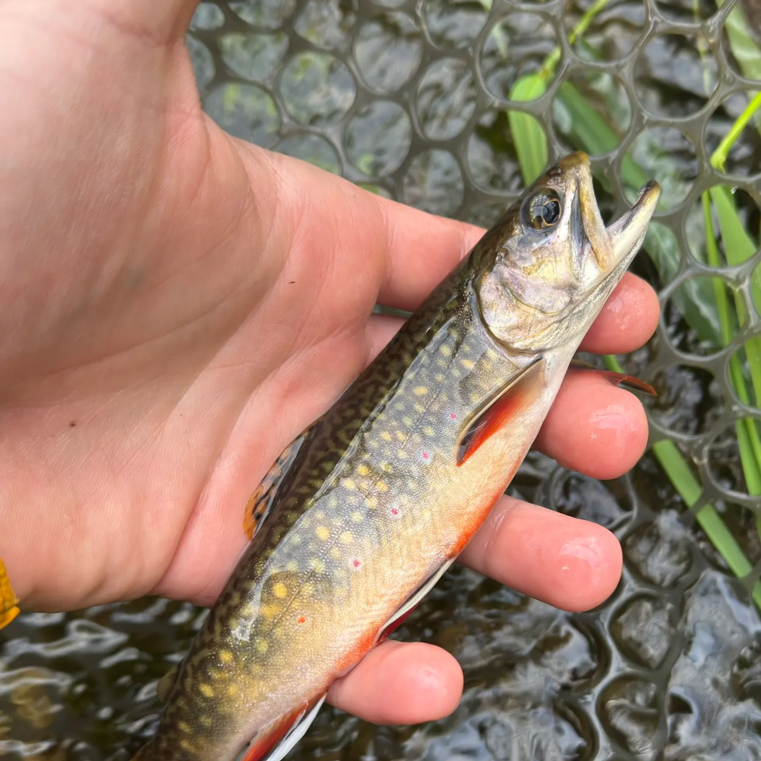 Brook trout caught on Fishbrain