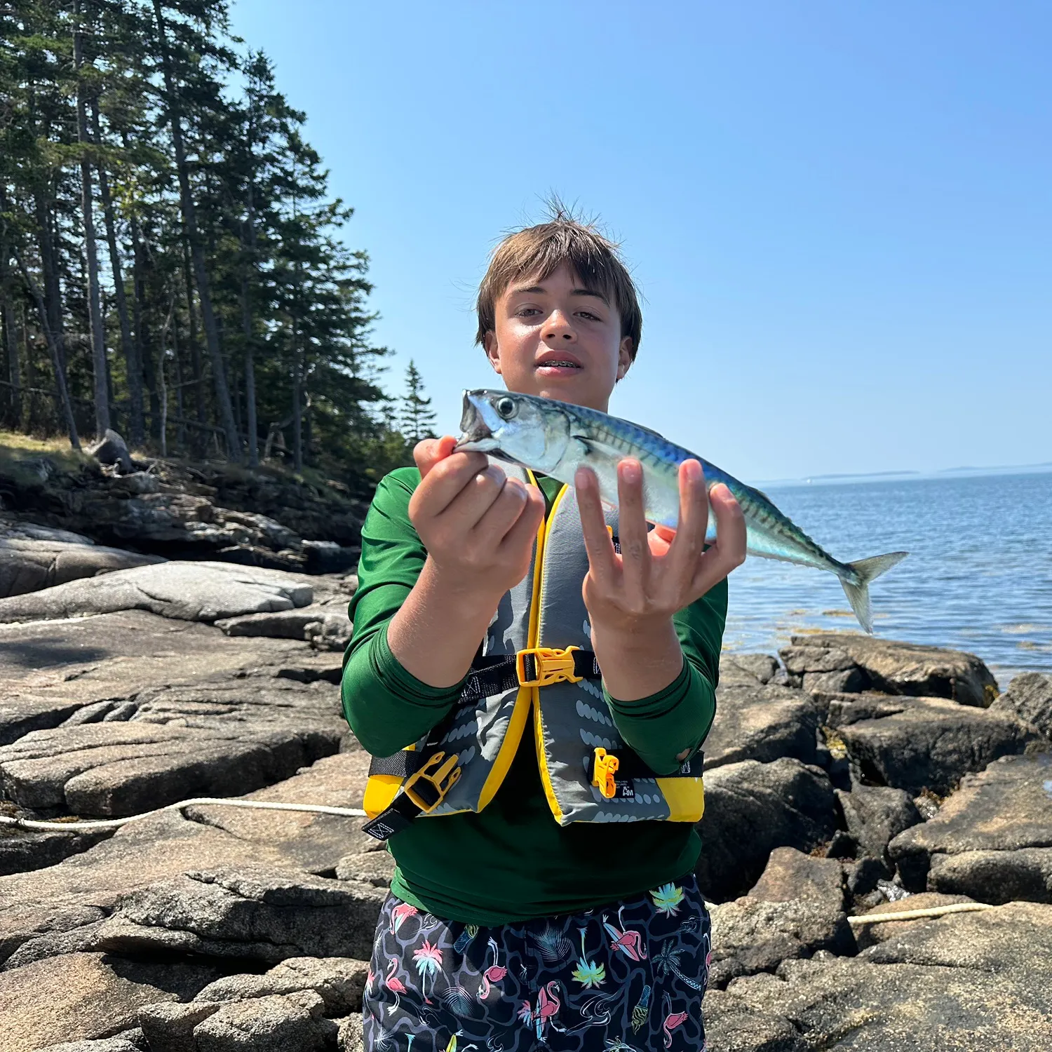The most recent Atlantic mackerel catches on Fishbrain