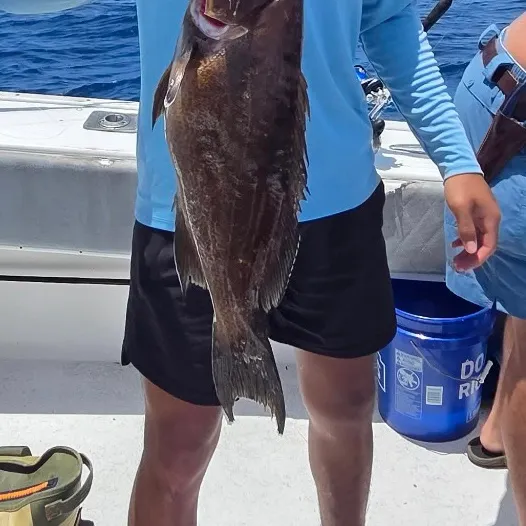 The most recent Scamp grouper catches on Fishbrain