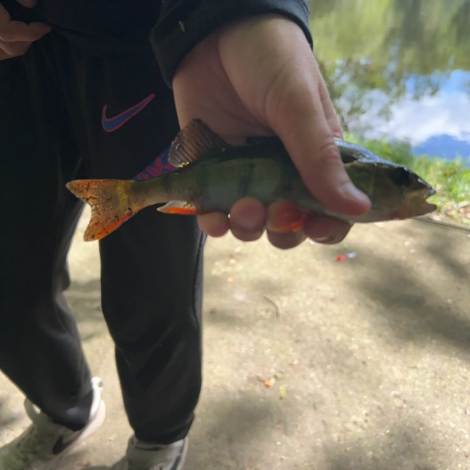 European perch caught on Fishbrain