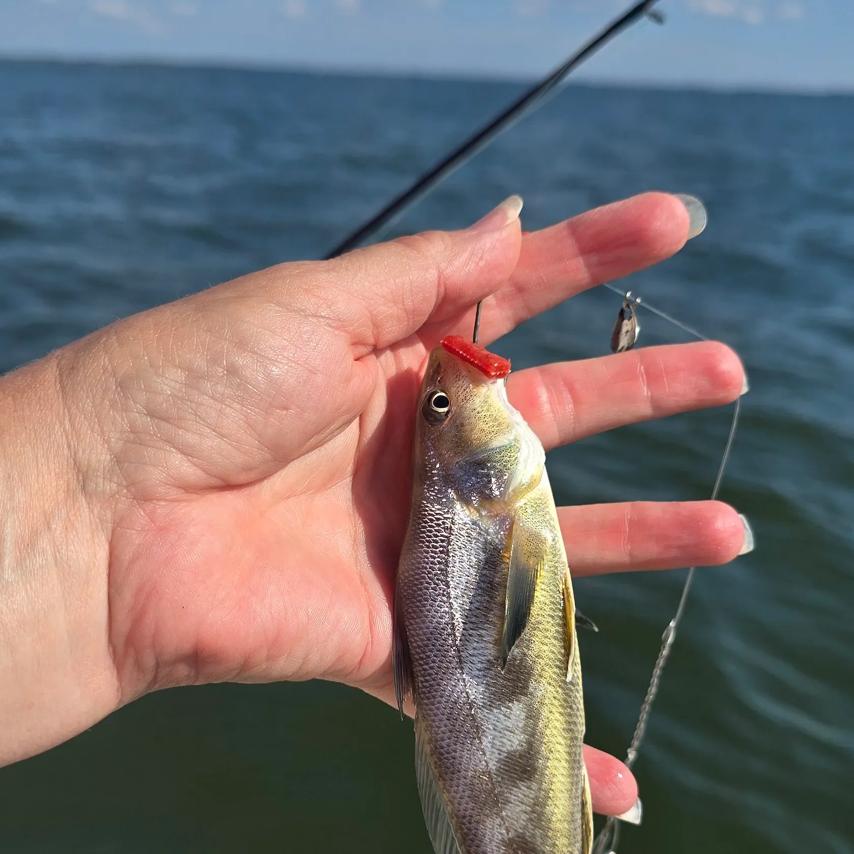 Southern kingcroaker caught on Fishbrain