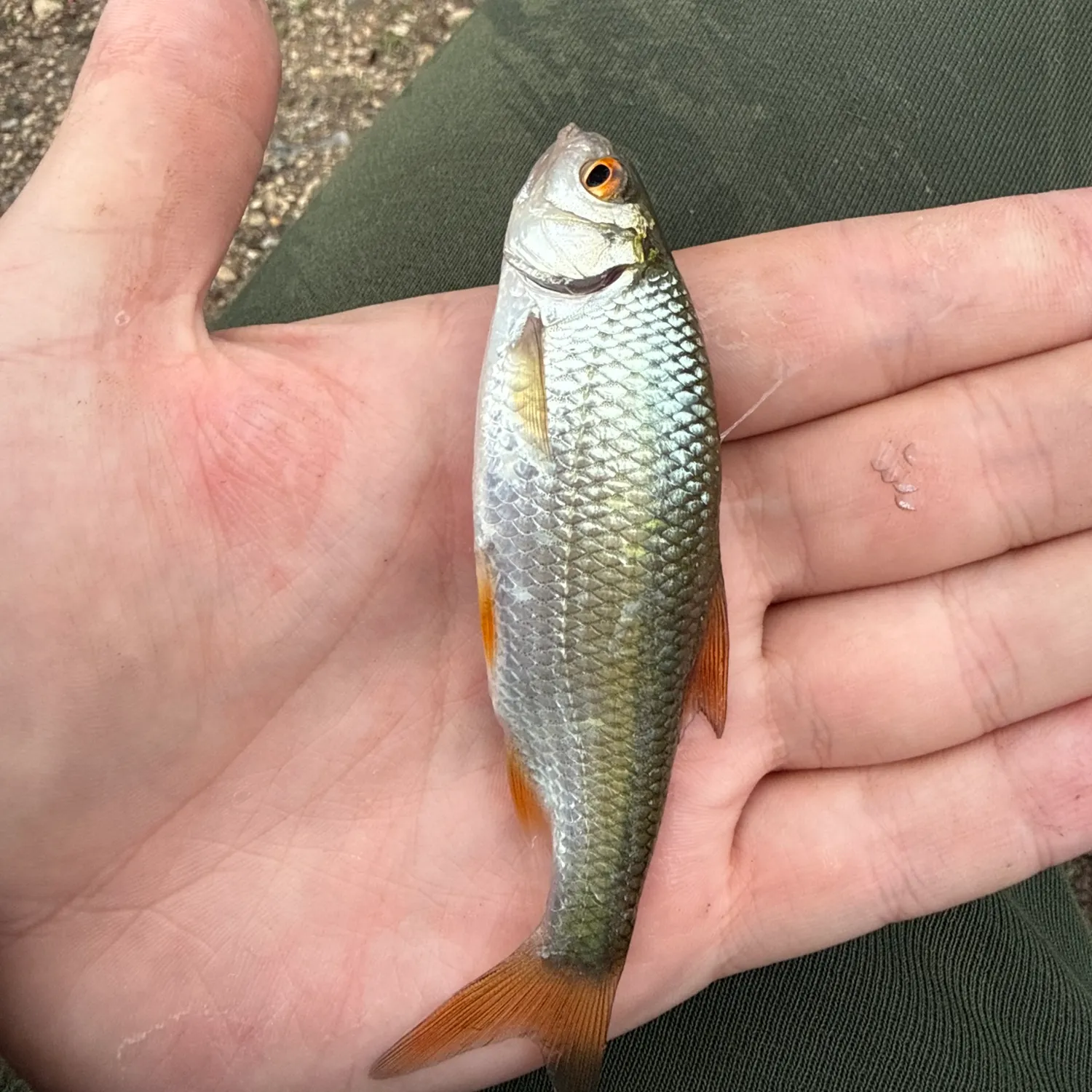 Common roach caught on Fishbrain