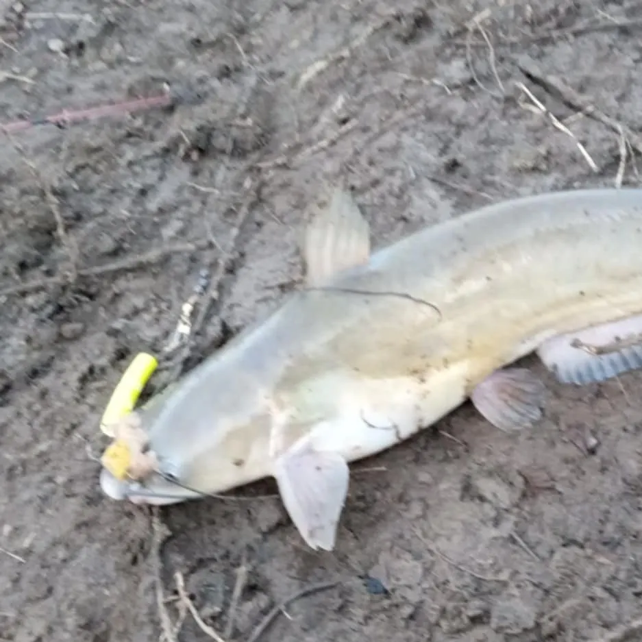 Channel catfish caught on Fishbrain