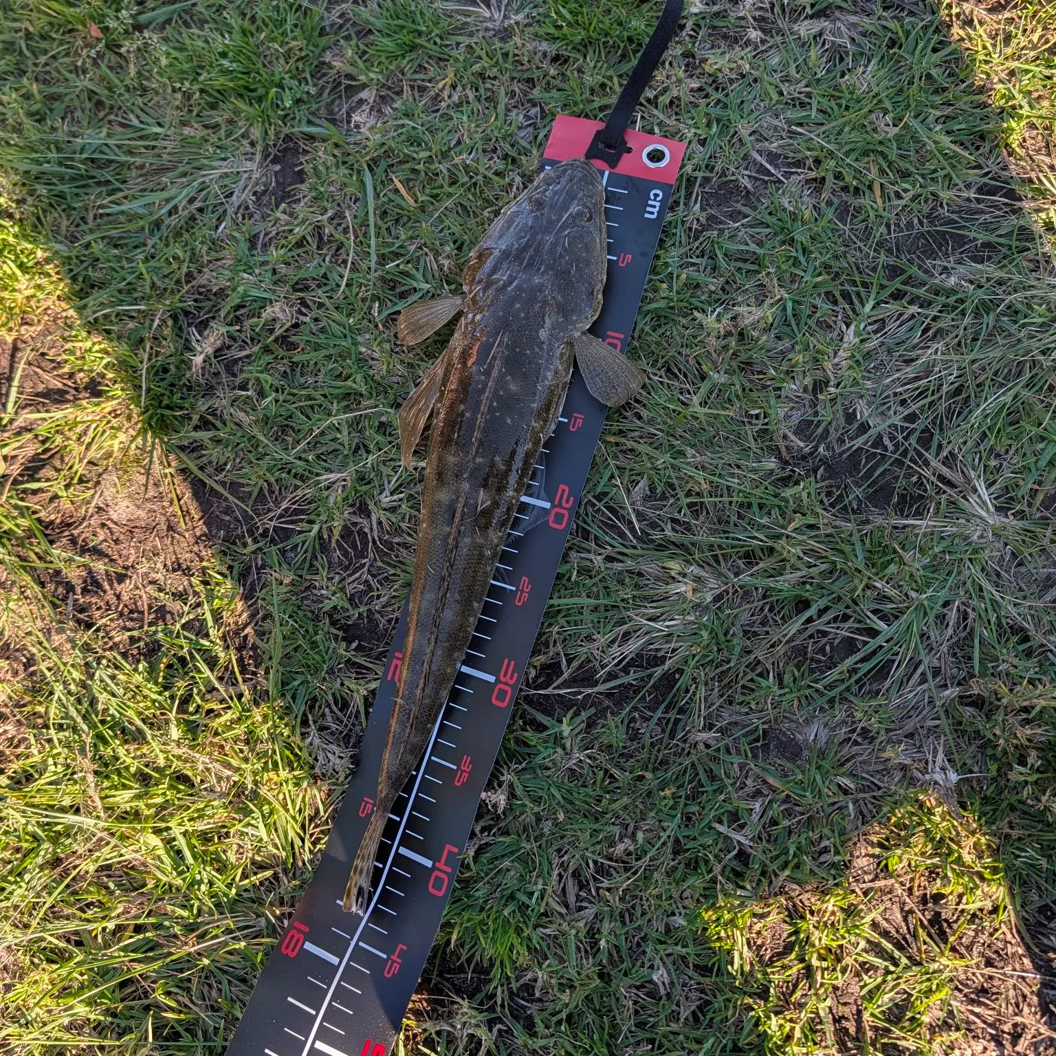 Dusky flathead caught on Fishbrain