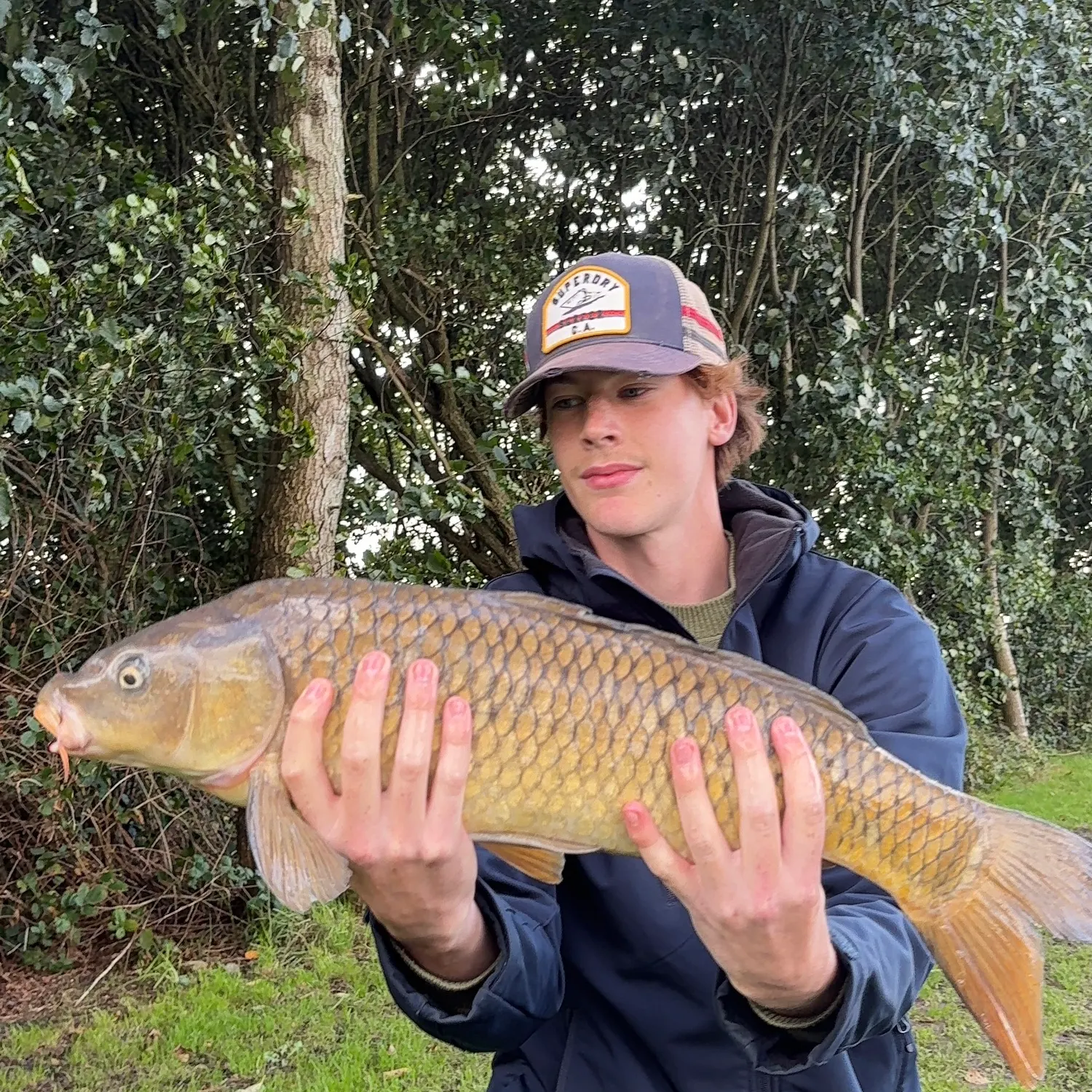 Common carp caught on Fishbrain