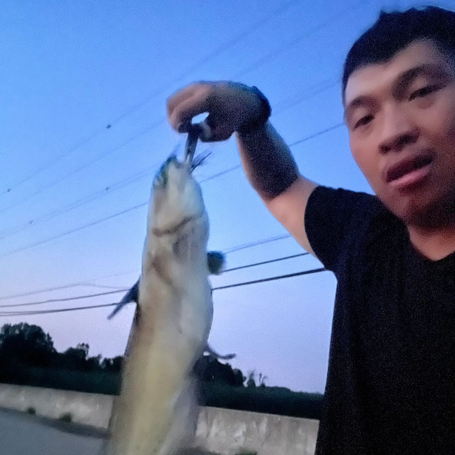 Channel catfish caught on Fishbrain