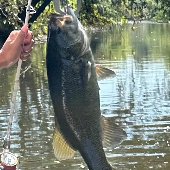 Smallmouth bass caught on Fishbrain