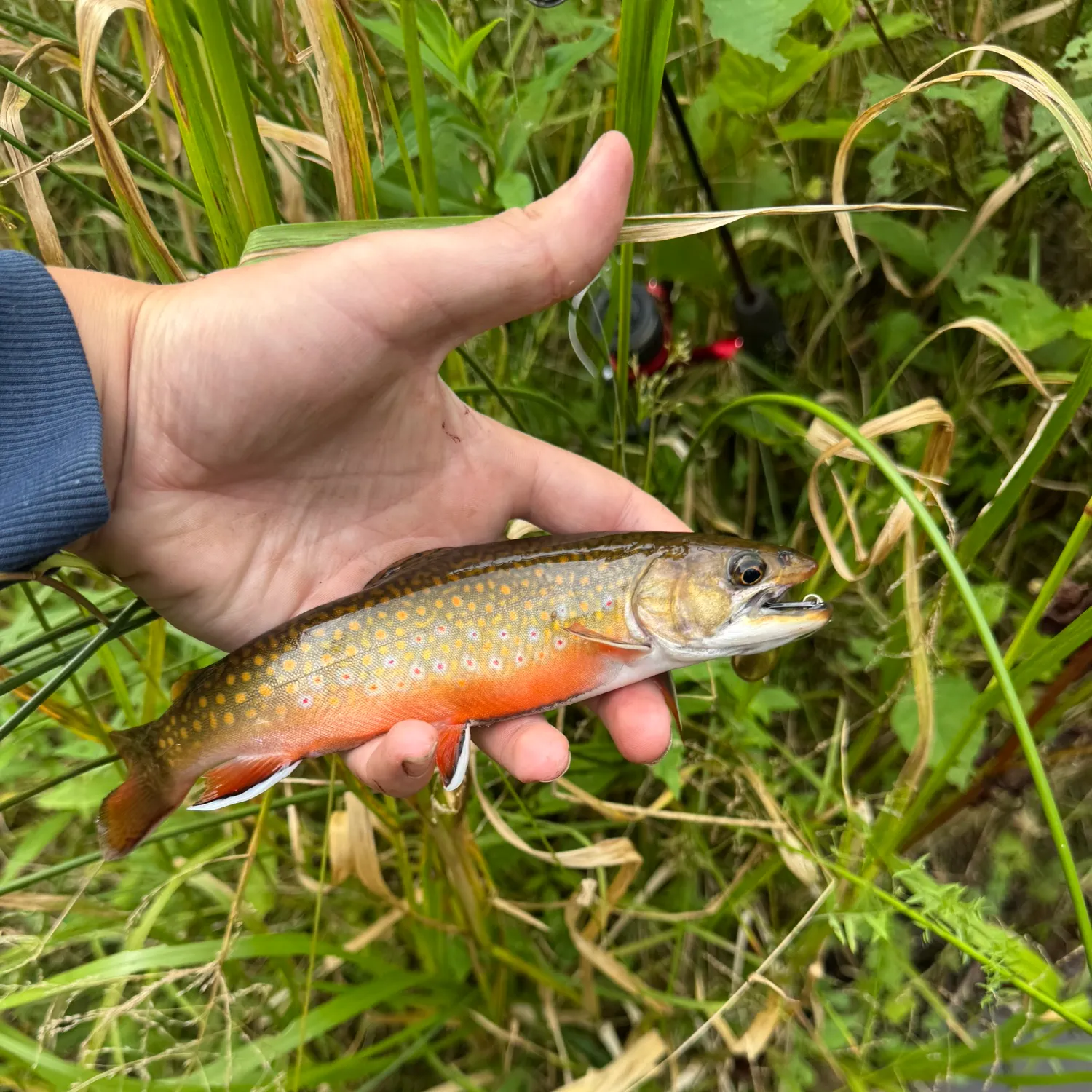 Brook trout caught on Fishbrain