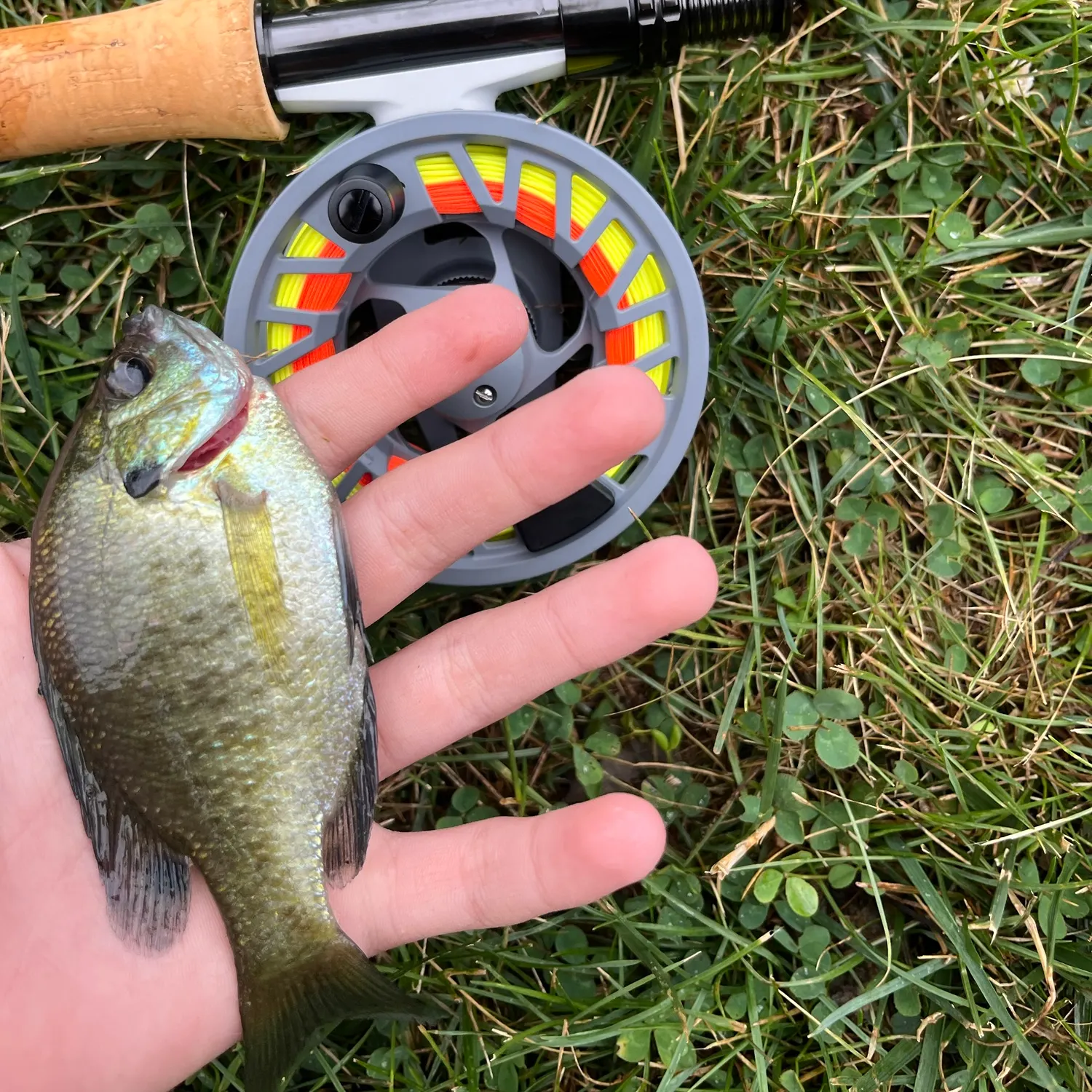 Bluegill caught on Fishbrain