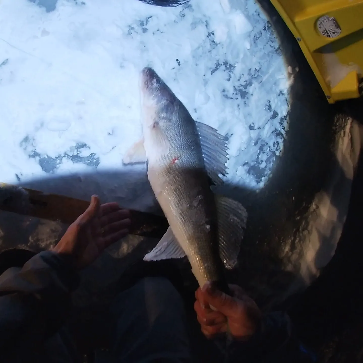 The most recent Walleye catches on Fishbrain