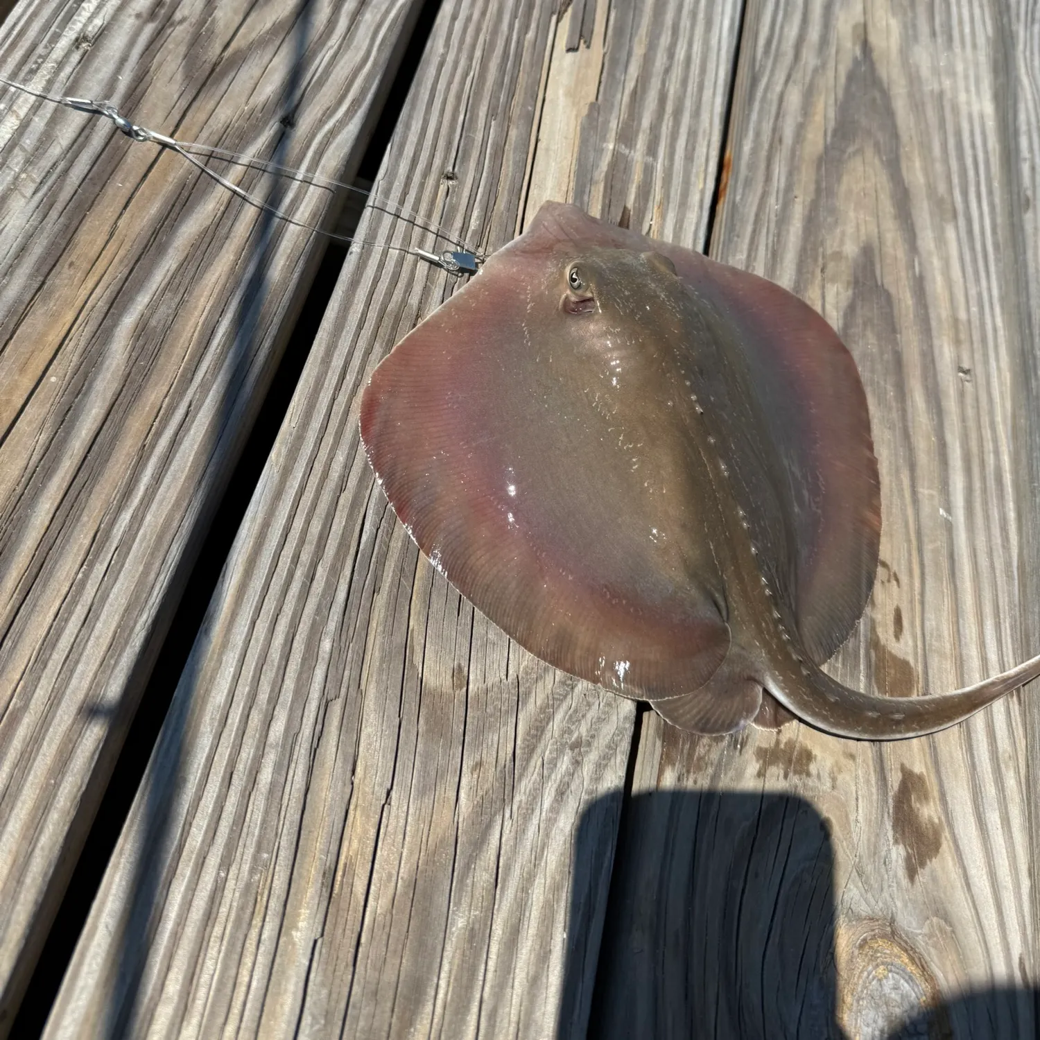 The most recent Atlantic stingray catches on Fishbrain