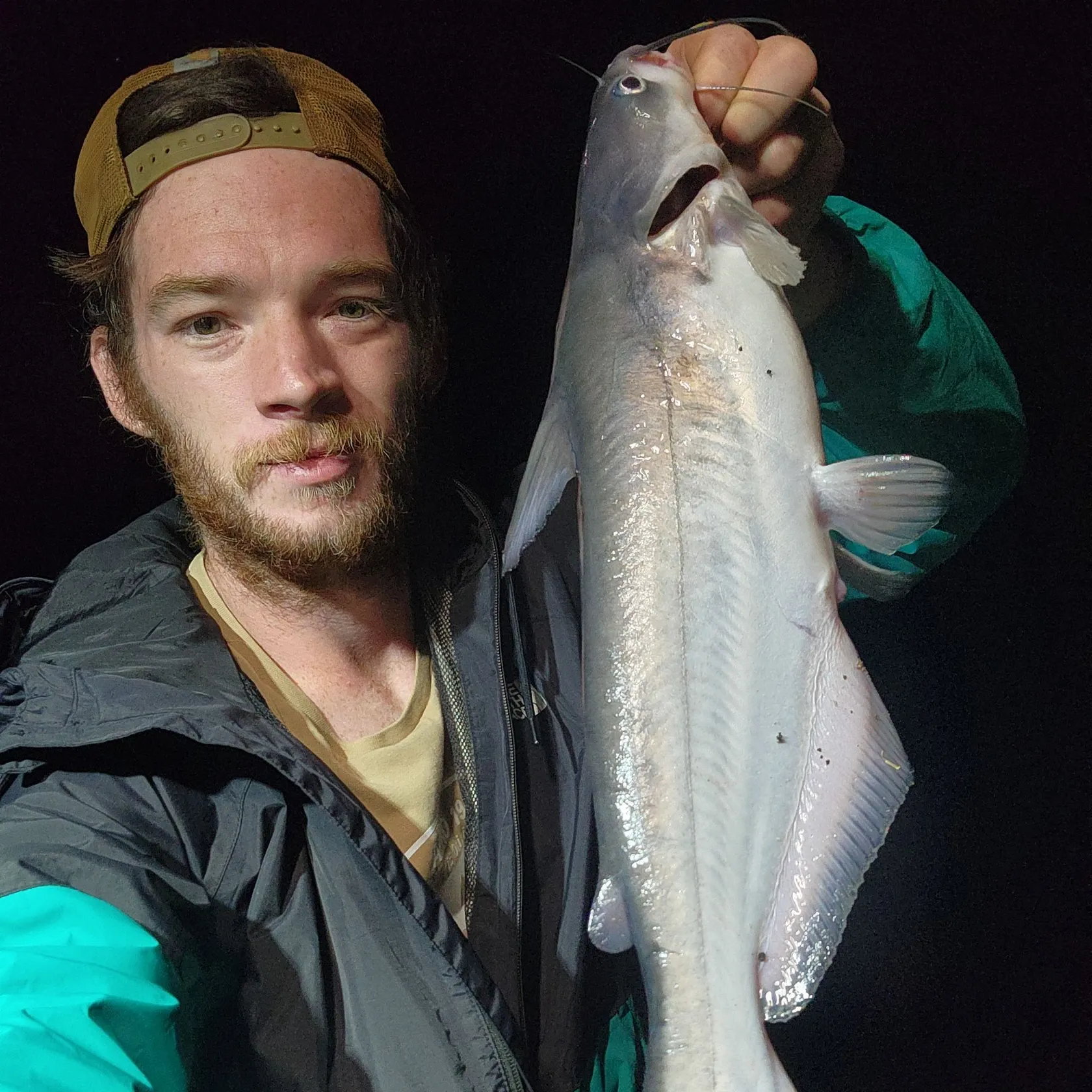Blue catfish caught on Fishbrain