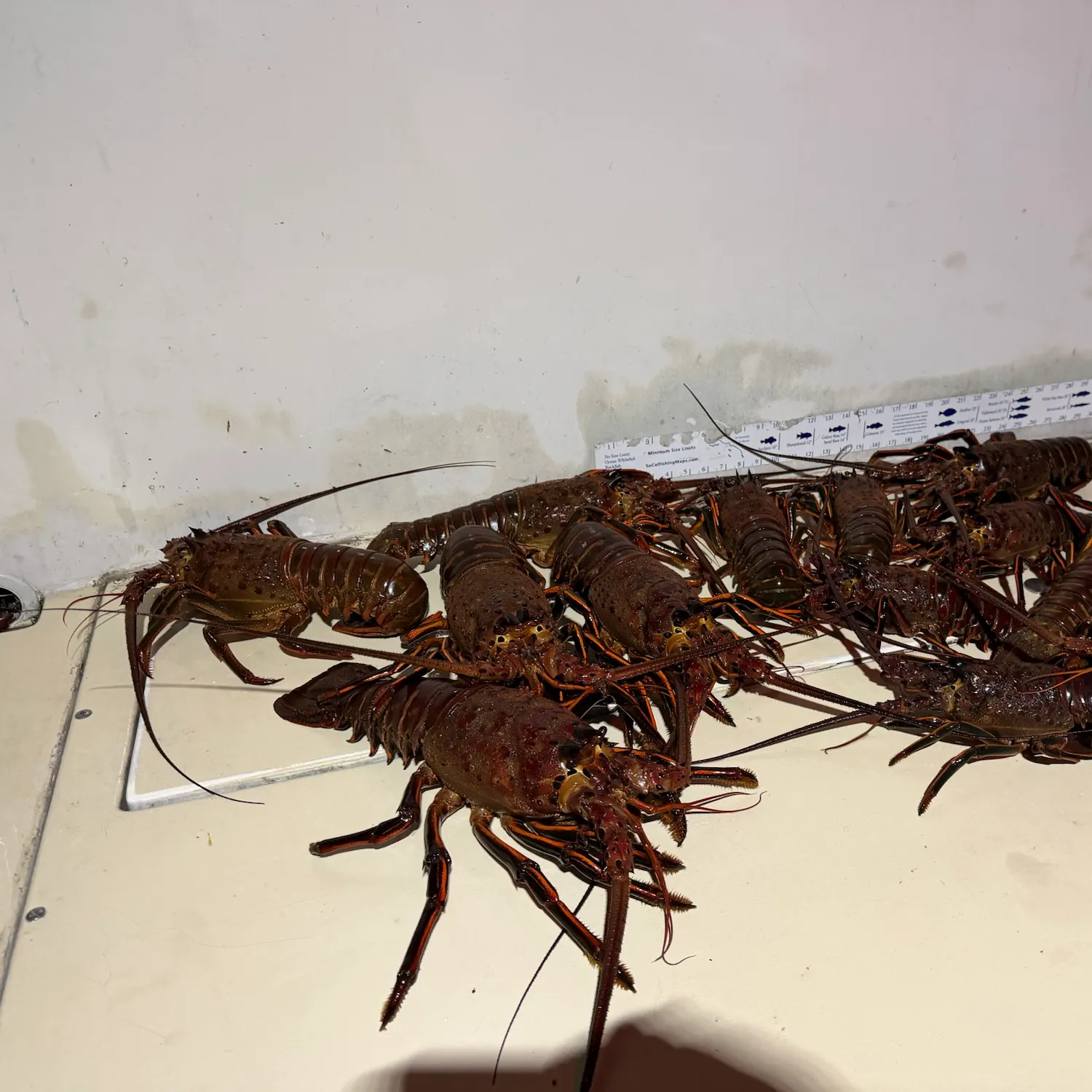 California spiny lobster caught on Fishbrain