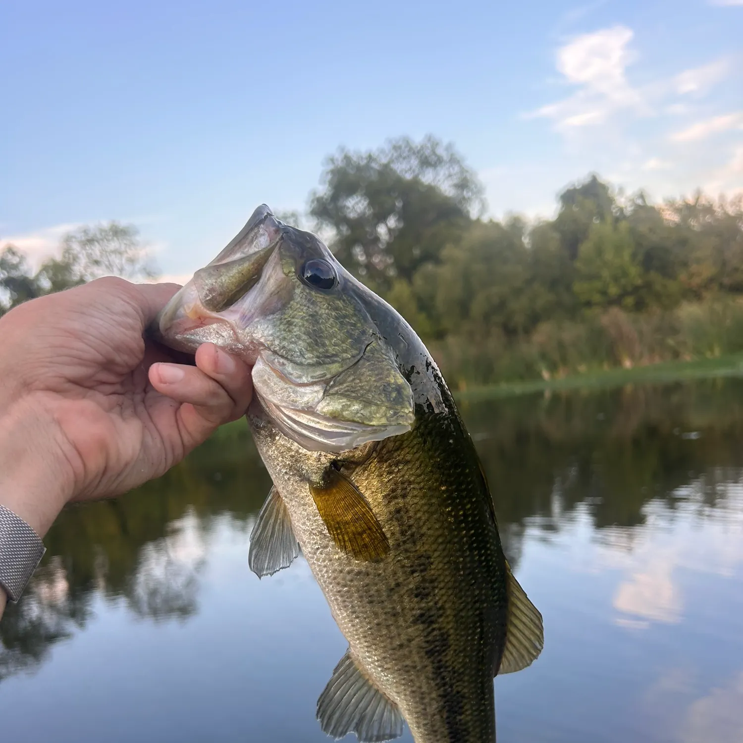 Largemouth bass caught on Fishbrain