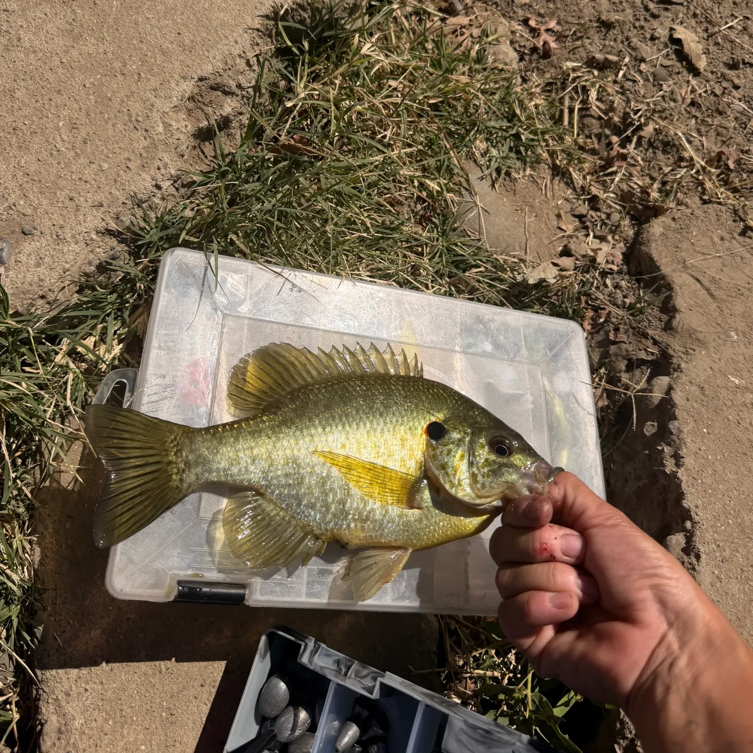 Redear sunfish caught on Fishbrain