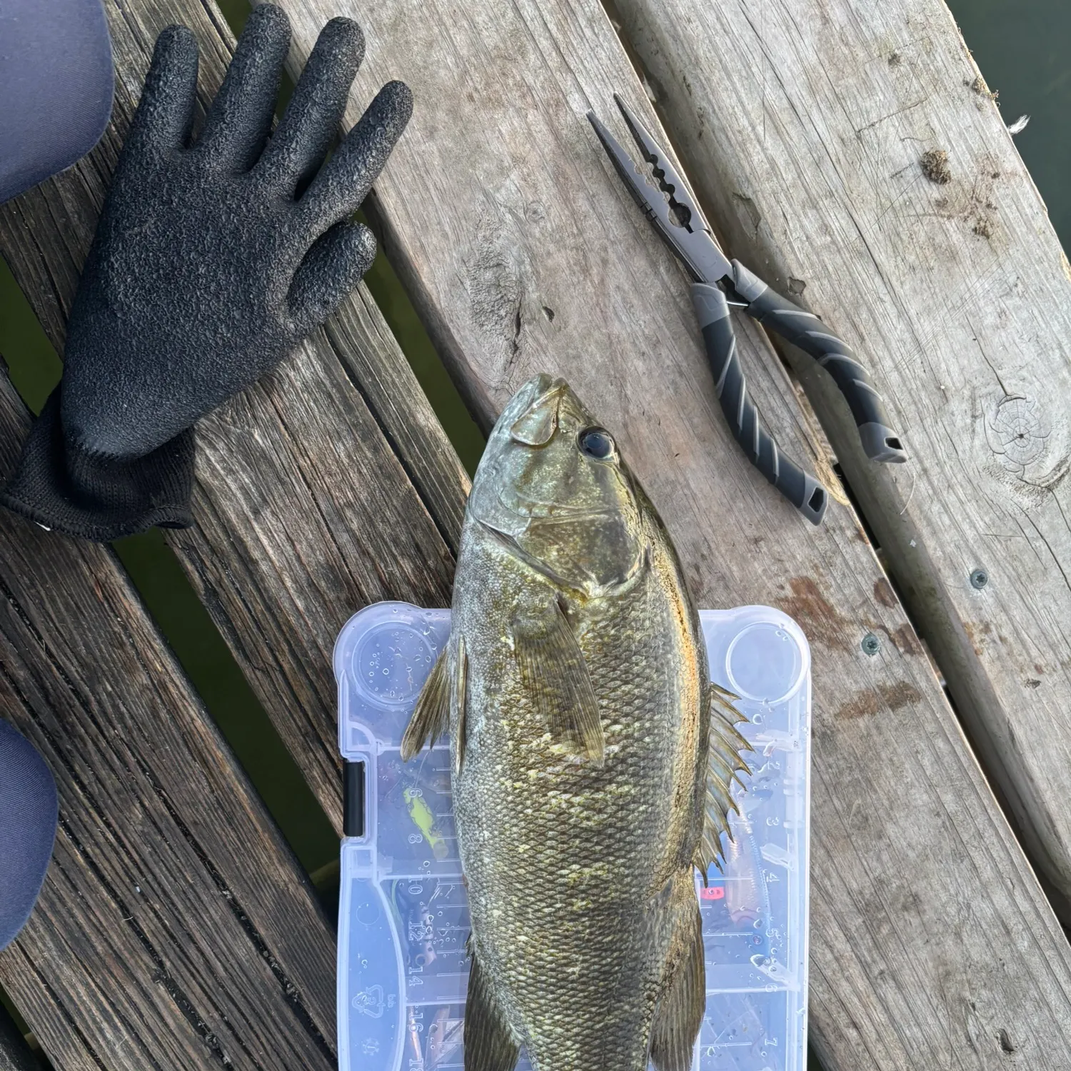 Smallmouth bass caught on Fishbrain